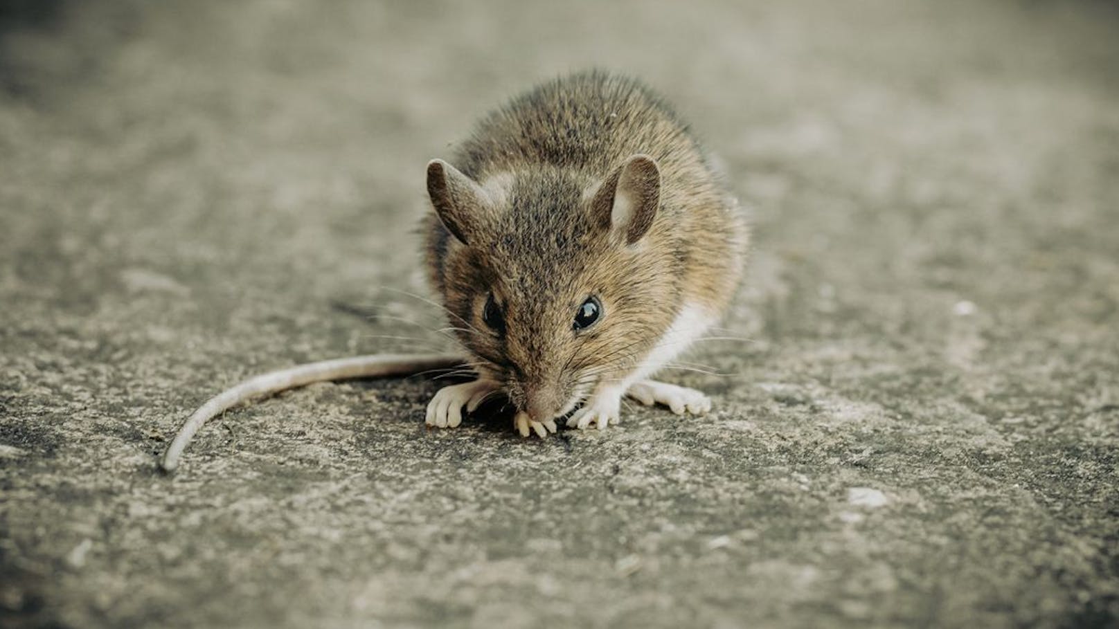 Wiener Supermarkt wegen Mäuse-Invasion gesperrt