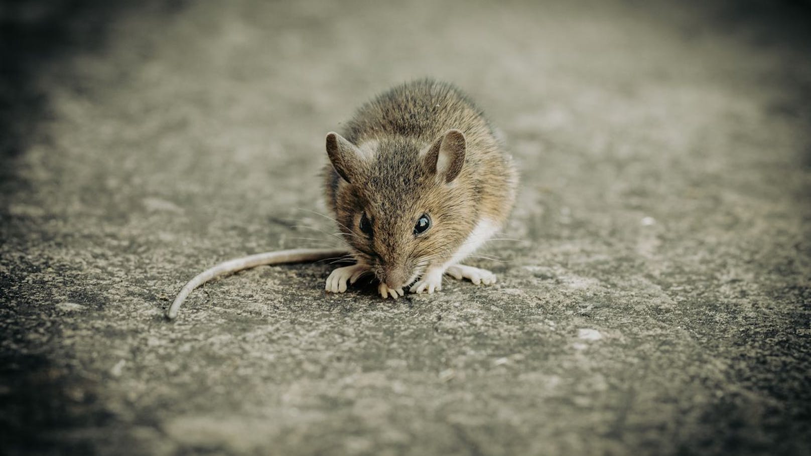 Wiener Supermarkt wegen Mäuse-Invasion gesperrt