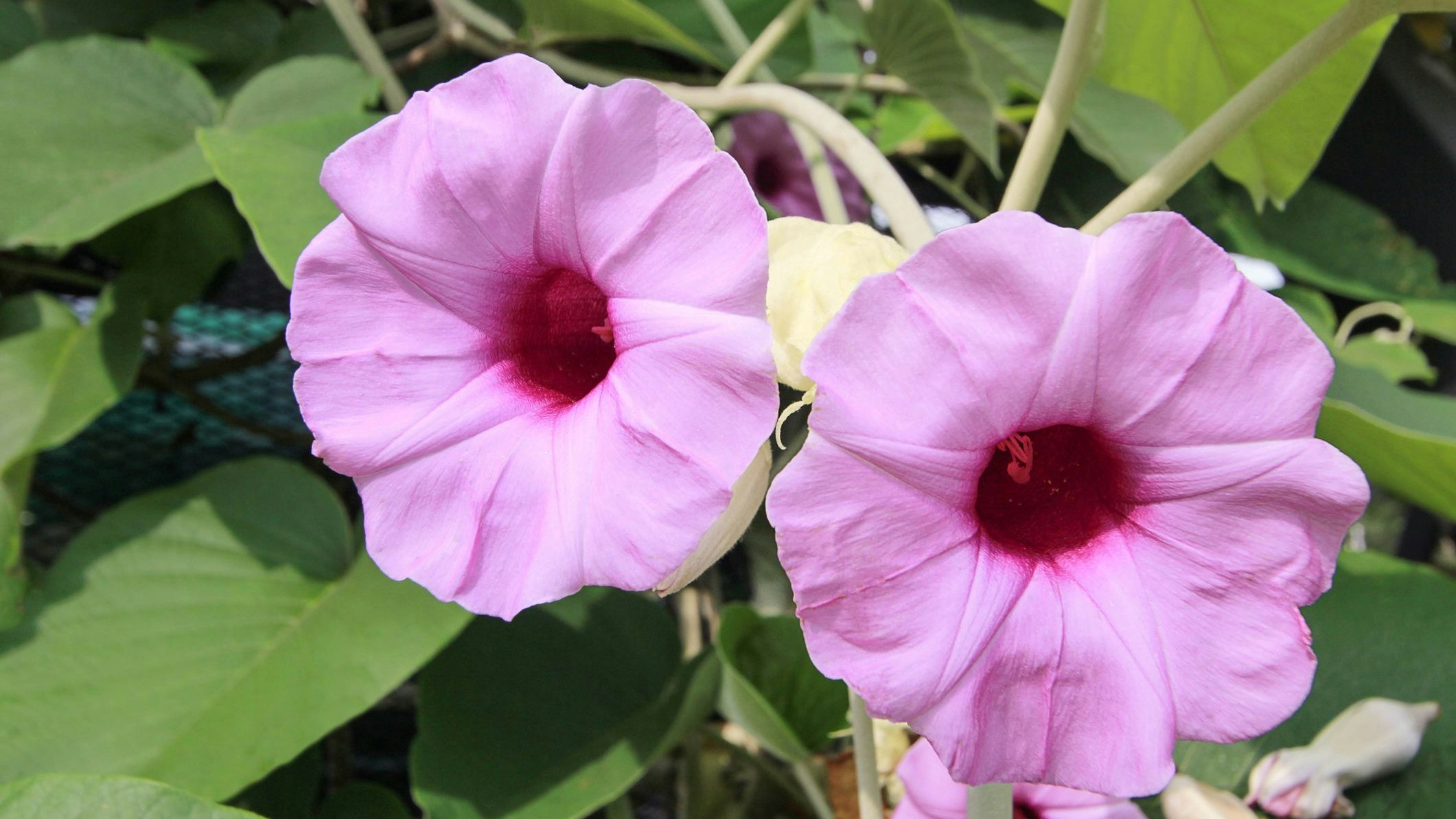 Mann berauschte sich mit Samen der Hawaiianische Holzrose. 