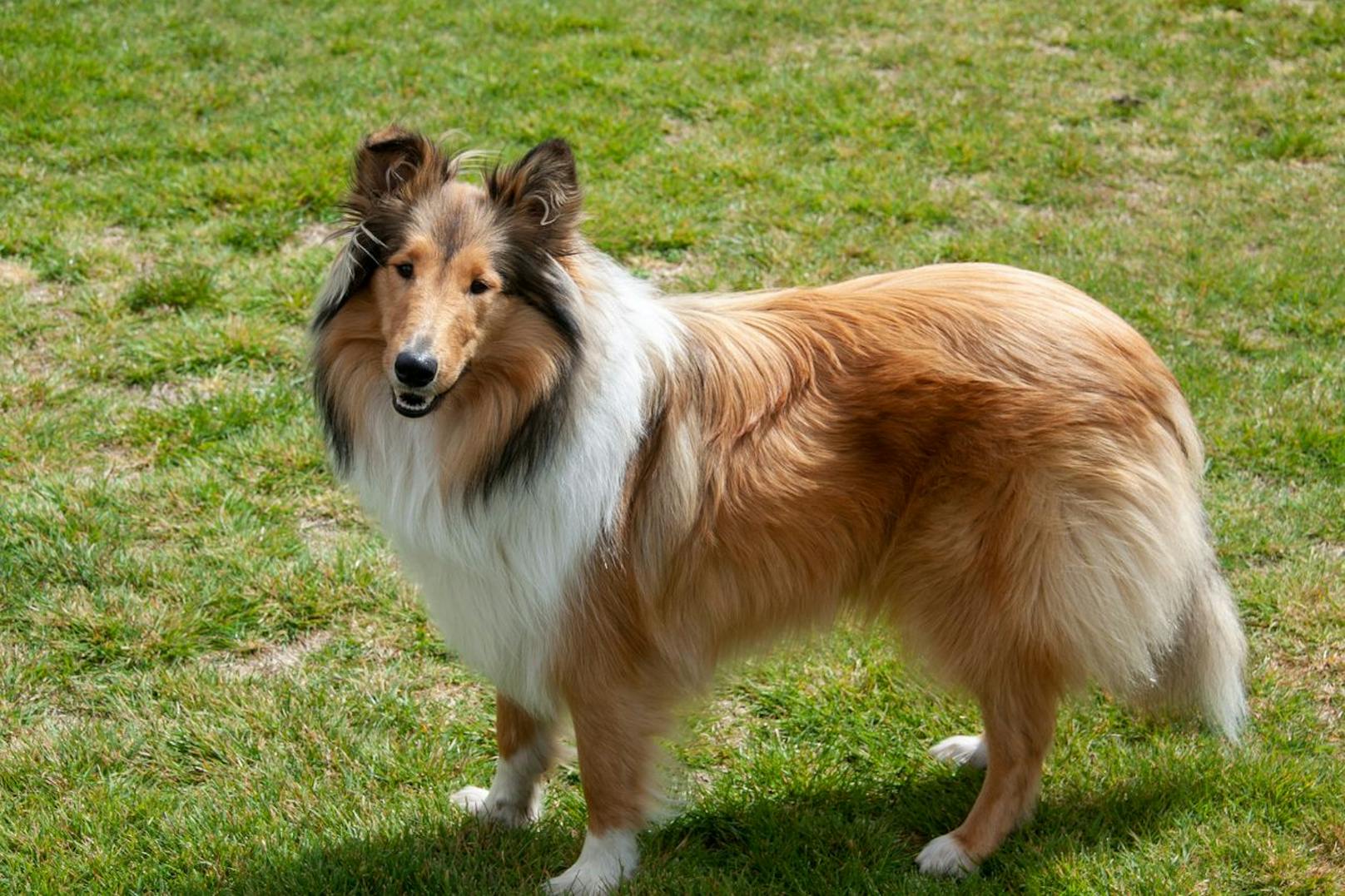 Kaum zu glauben, aber auch den "Rough Collie" - also, quasi "Lassie" sieht man kaum noch. Der Pflegeaufwand scheint vielen einfach zu groß. 