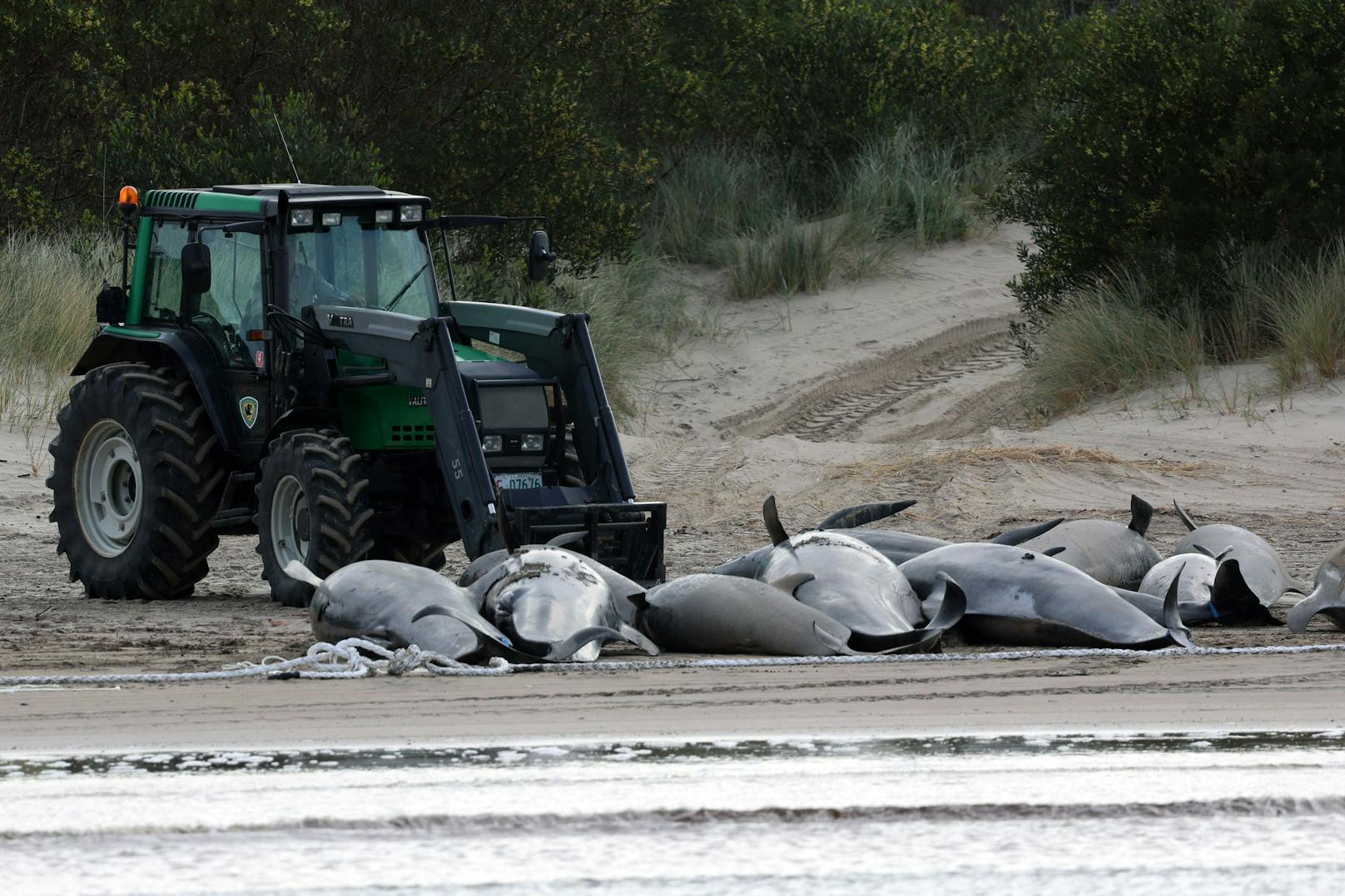 Erst im vergangen Jahr starben an der Küste Tasmaniens rund 200 Grindwale.