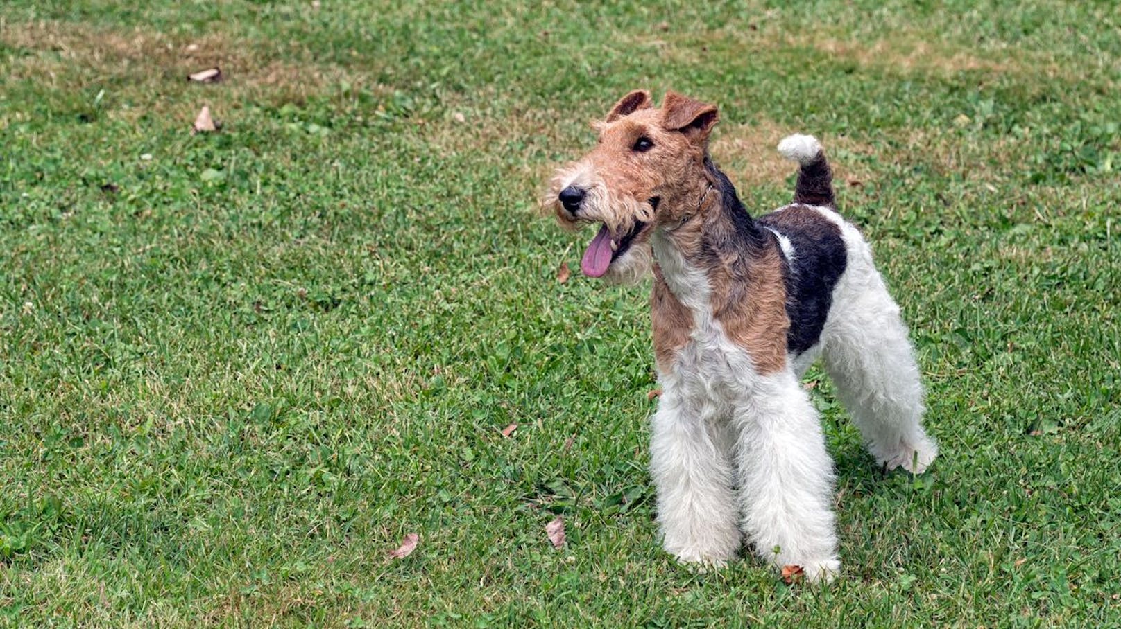 Der Drahthaar-Foxterrier war vor allem in den 40ern die beliebteste Hunderasse in Großbritannien. Mittlerweile will man die kommunikativen Jagdhund nicht mehr beschäftigen. 