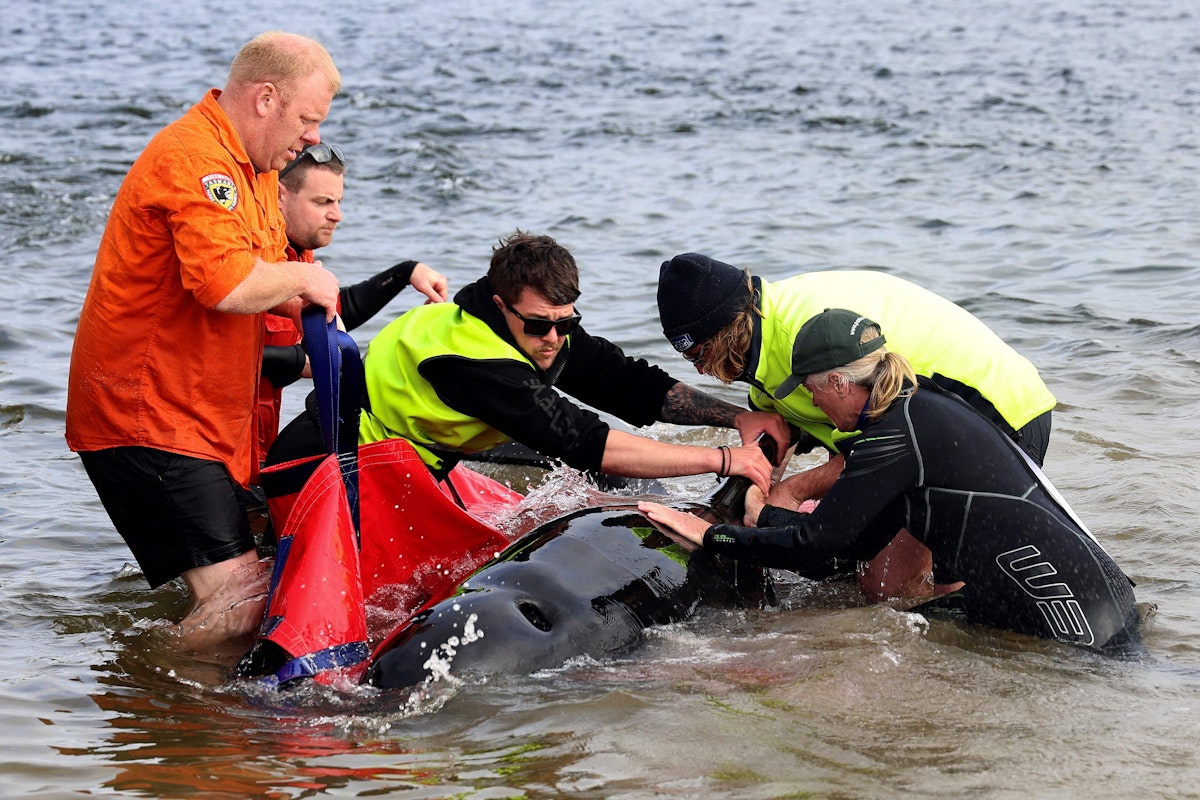 Download von www.picturedesk.com am 01.12.2023 (13:06).  Rescuers release a stranded pilot whale back in the ocean at Macquarie Heads, on the west coast of Tasmania on September 22, 2022. - About 200 pilot whales have perished after stranding themselves on an exposed, surf-swept beach on the rugged west coast of Tasmania. (Photo by Glenn NICHOLLS / AFP) - 20220922_PD1291 - Rechteinfo: Rights Managed (RM) Nur für redaktionelle Nutzung! Werbliche Nutzung erfordert Freigabe: bitte schicken Sie uns eine Anfrage.