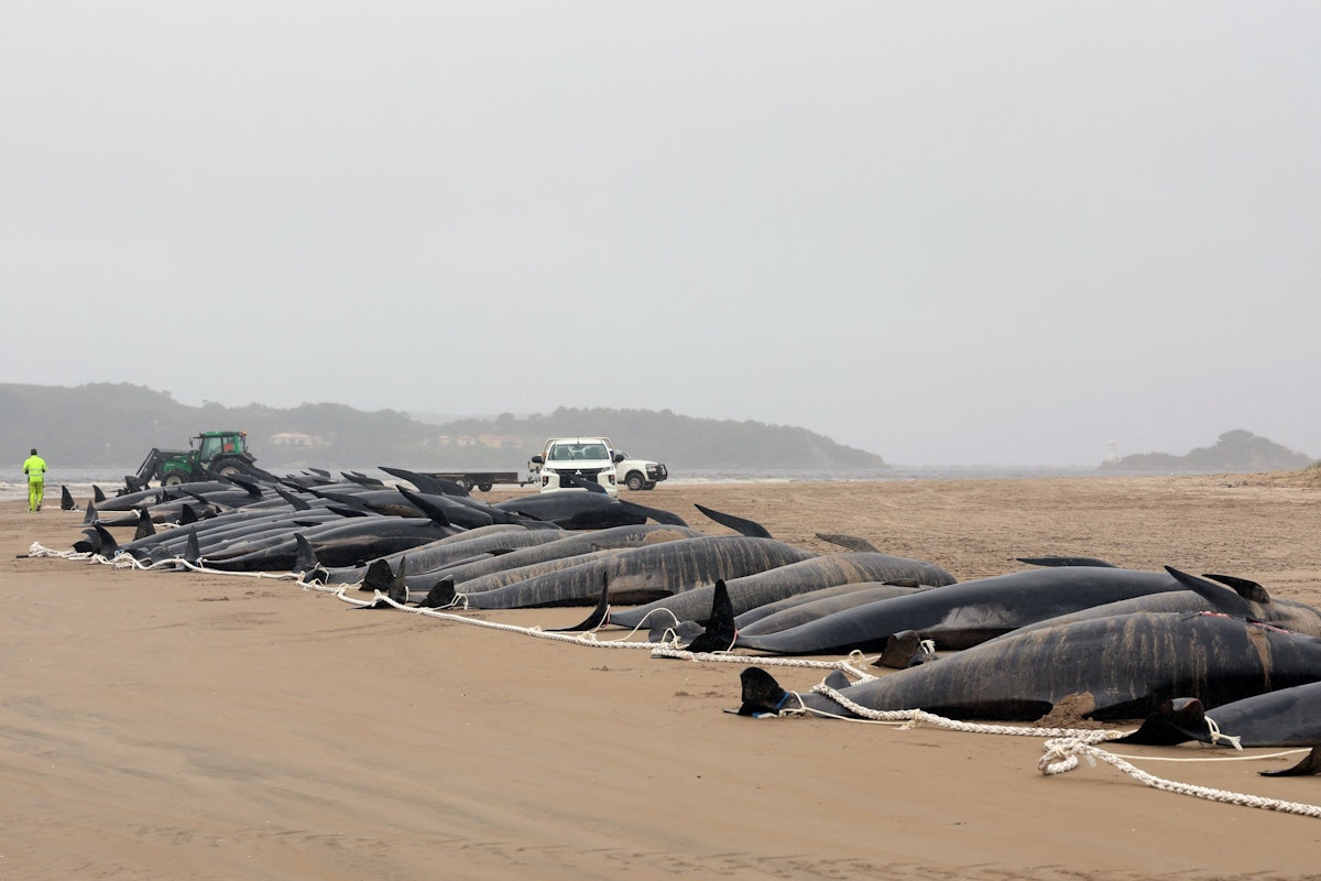 Download von www.picturedesk.com am 01.12.2023 (12:54).  Tasmania state wildlife services personnel (background) work to remove the carcasses of pilot whales, numbering nearly 200, after they were found beached the previous day on Macquarie Heads on the west coast of Tasmania, on September 23, 2022. - Almost 200 whales have perished at an exposed, surf-swept beach on the rugged west coast of Tasmania, where Australian rescuers were only able to save a few dozen survivors on September 22. (Photo by Glenn NICHOLLS / AFP) - 20220923_PD0117 - Rechteinfo: Rights Managed (RM) Nur für redaktionelle Nutzung! Werbliche Nutzung erfordert Freigabe: bitte schicken Sie uns eine Anfrage.