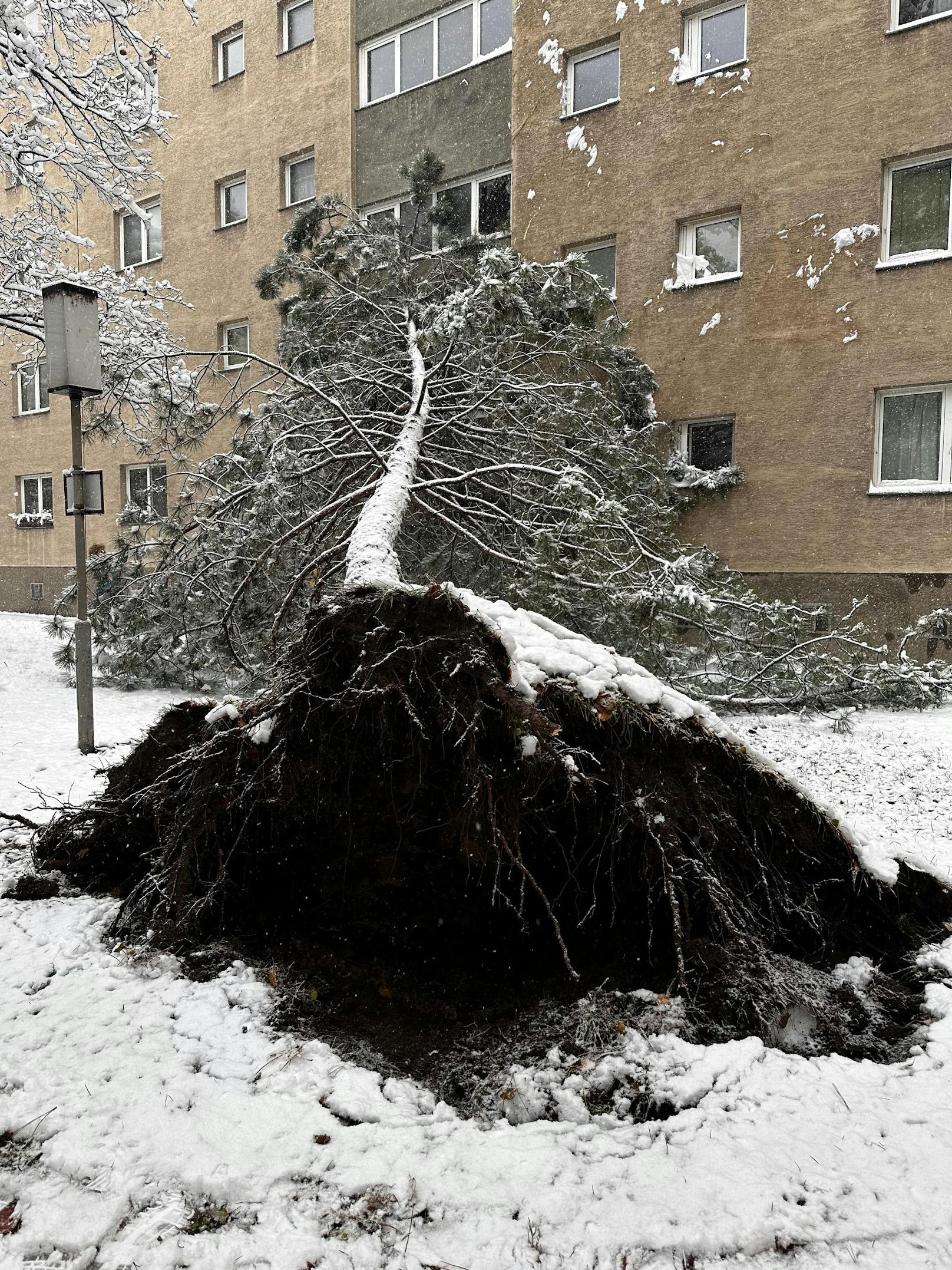 Ein umgefallener Baum beschädigt ein Wohnhaus.