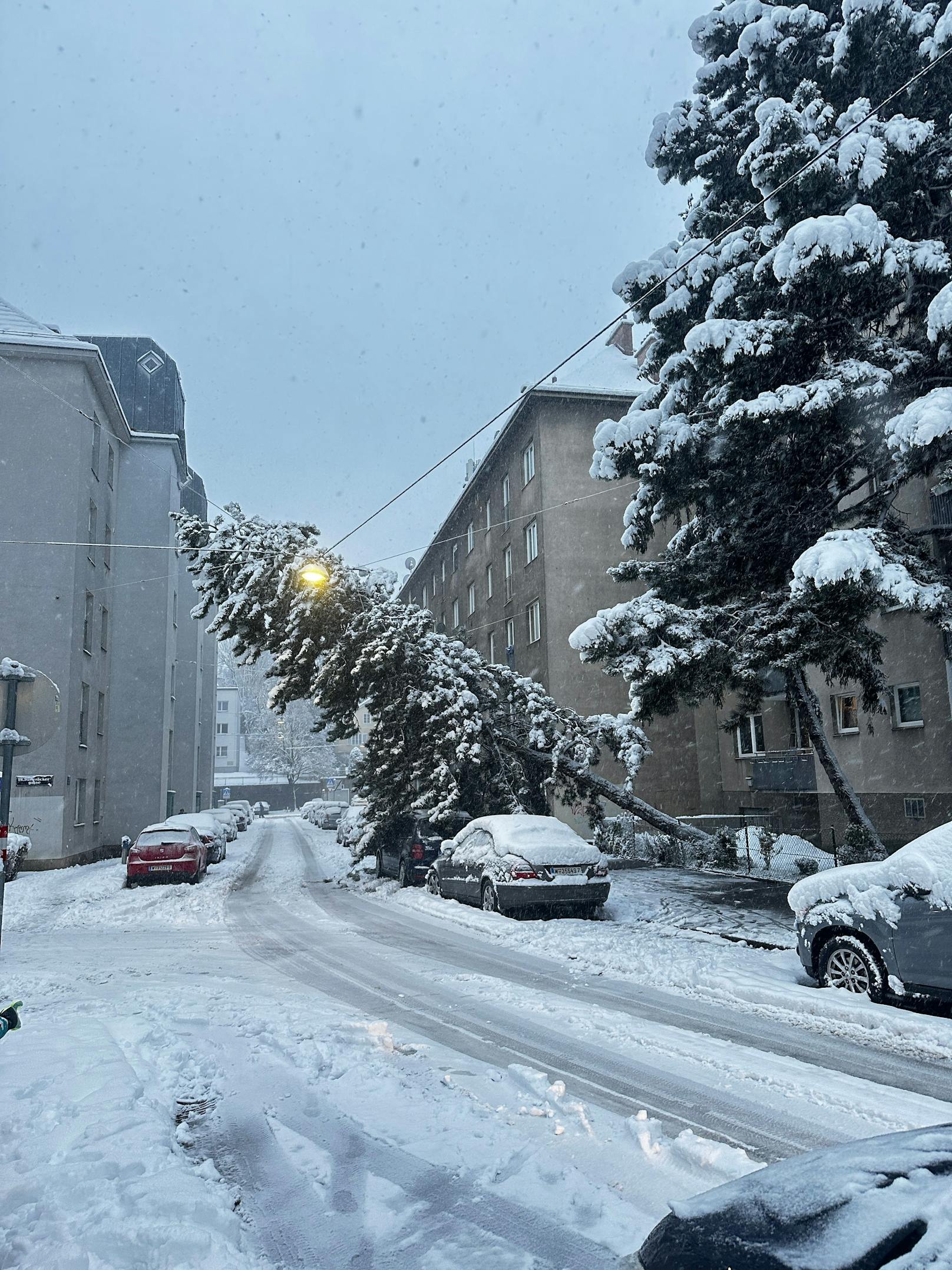 Auch in Floridsdorf ist ein Baum umgefallen.