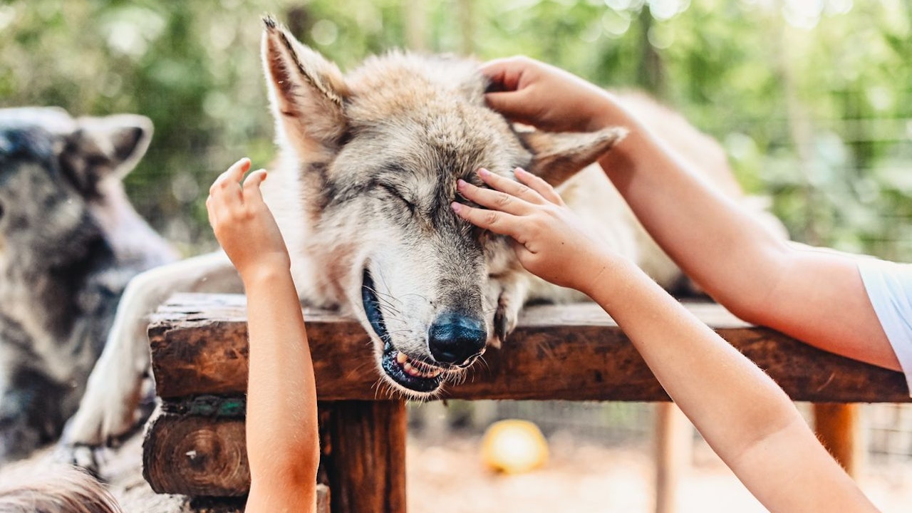 Heute.at - Kein Hund – Hybride wollte nur mit Baby spielen