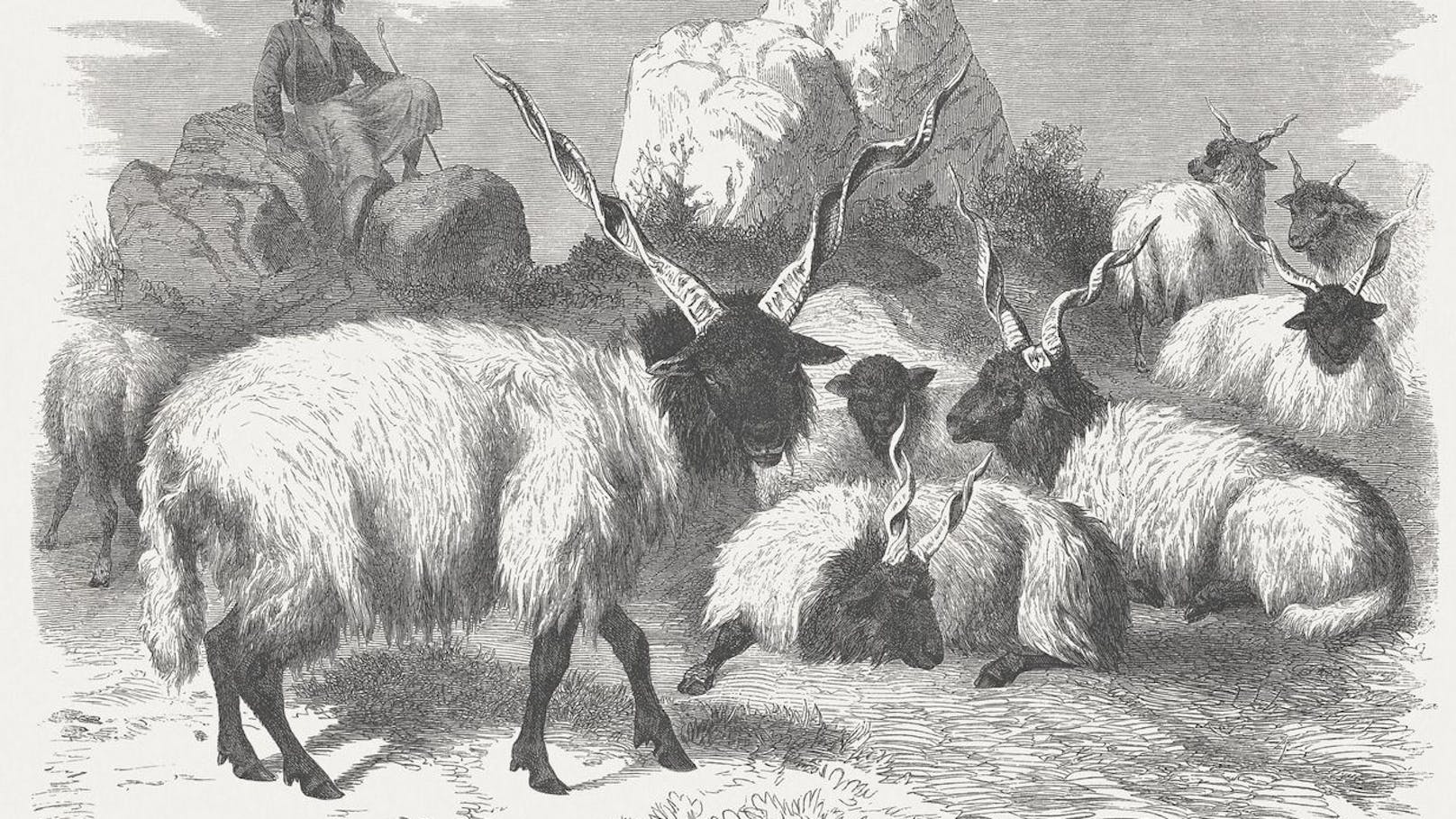 Obwohl sie Mitte des 19. Jahrhunderts als die typische Schafsrasse in Ungarn galten, macht ihr Bestand mittlerweile nur noch etwa fünf Prozent aus. 