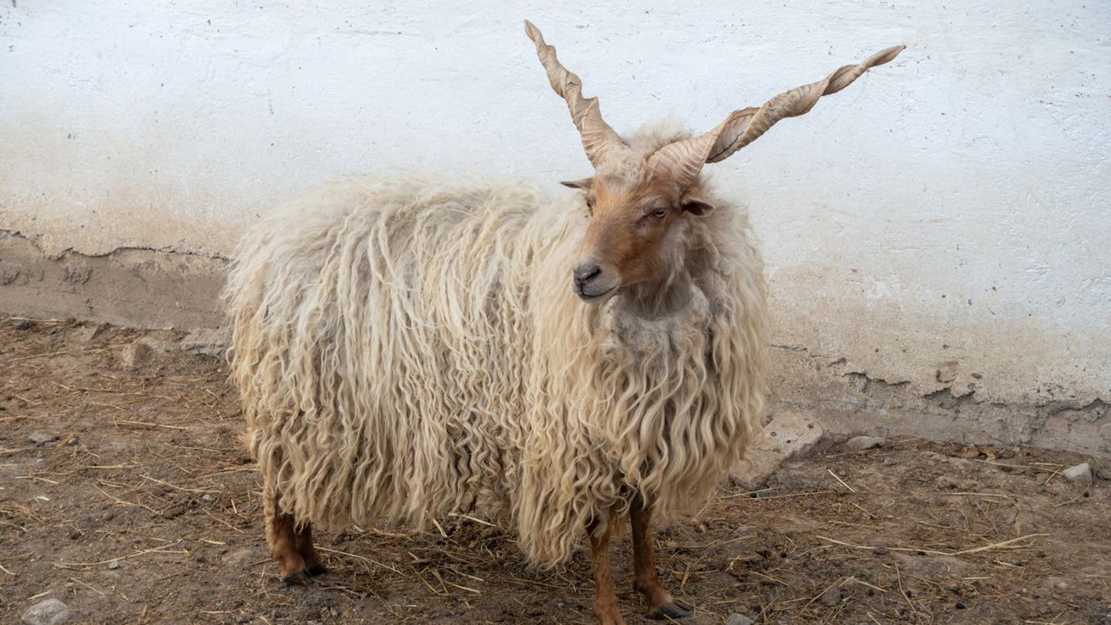 Das "Zackelschaf" gehört zu den alten Schafsrassen und kommt aus Ungarn. 