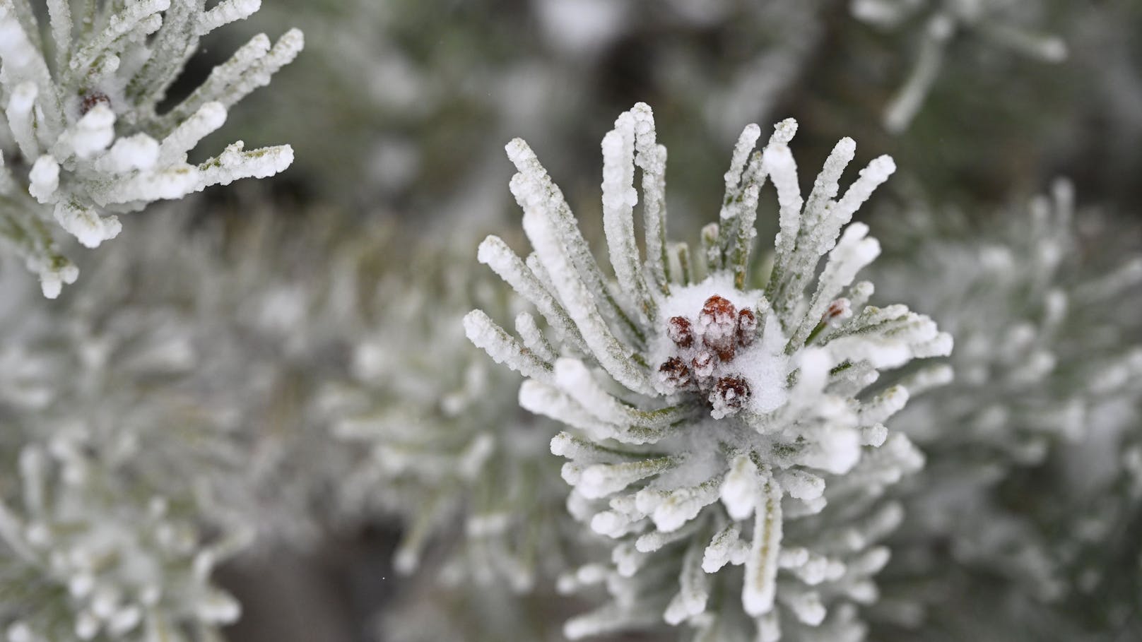 "Strenger Frost" – hier setzt nun klirrende Kälte ein