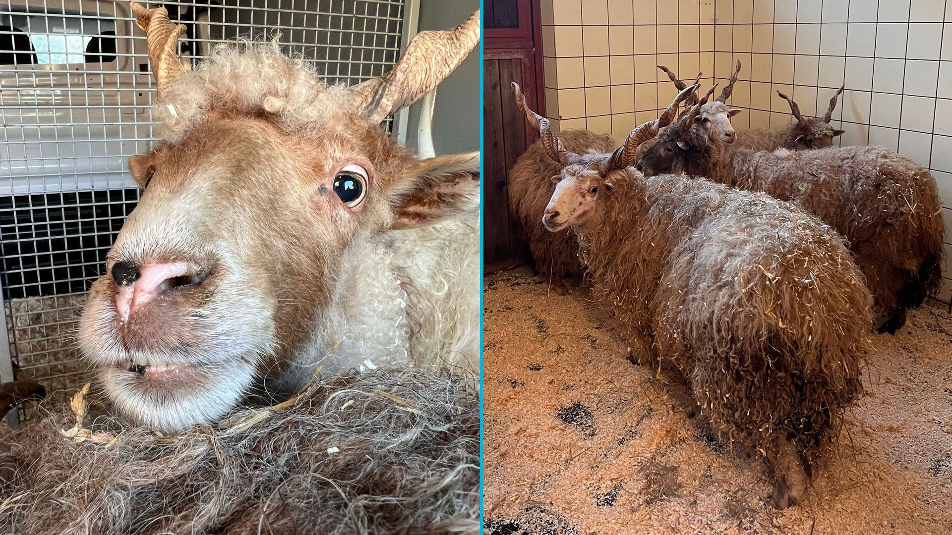 Sind sie nicht putzig? Sobald die kleine Herde wieder völlige gesund ist, kann man ihnen ein neues Zuhause geben. 