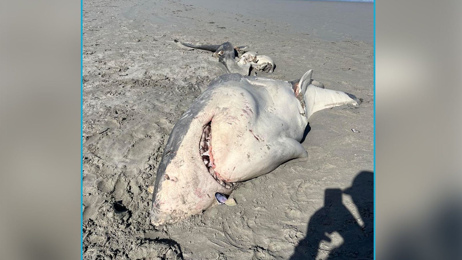 Weißer Hai komplett zerfetzt am Strand! Wer ist schuld?