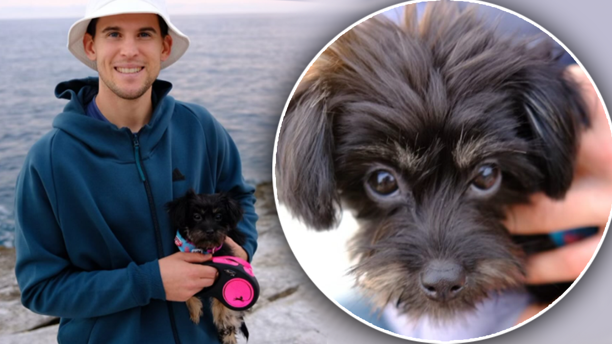 Hündchen Pipo ist Thiems neuer Begleiter