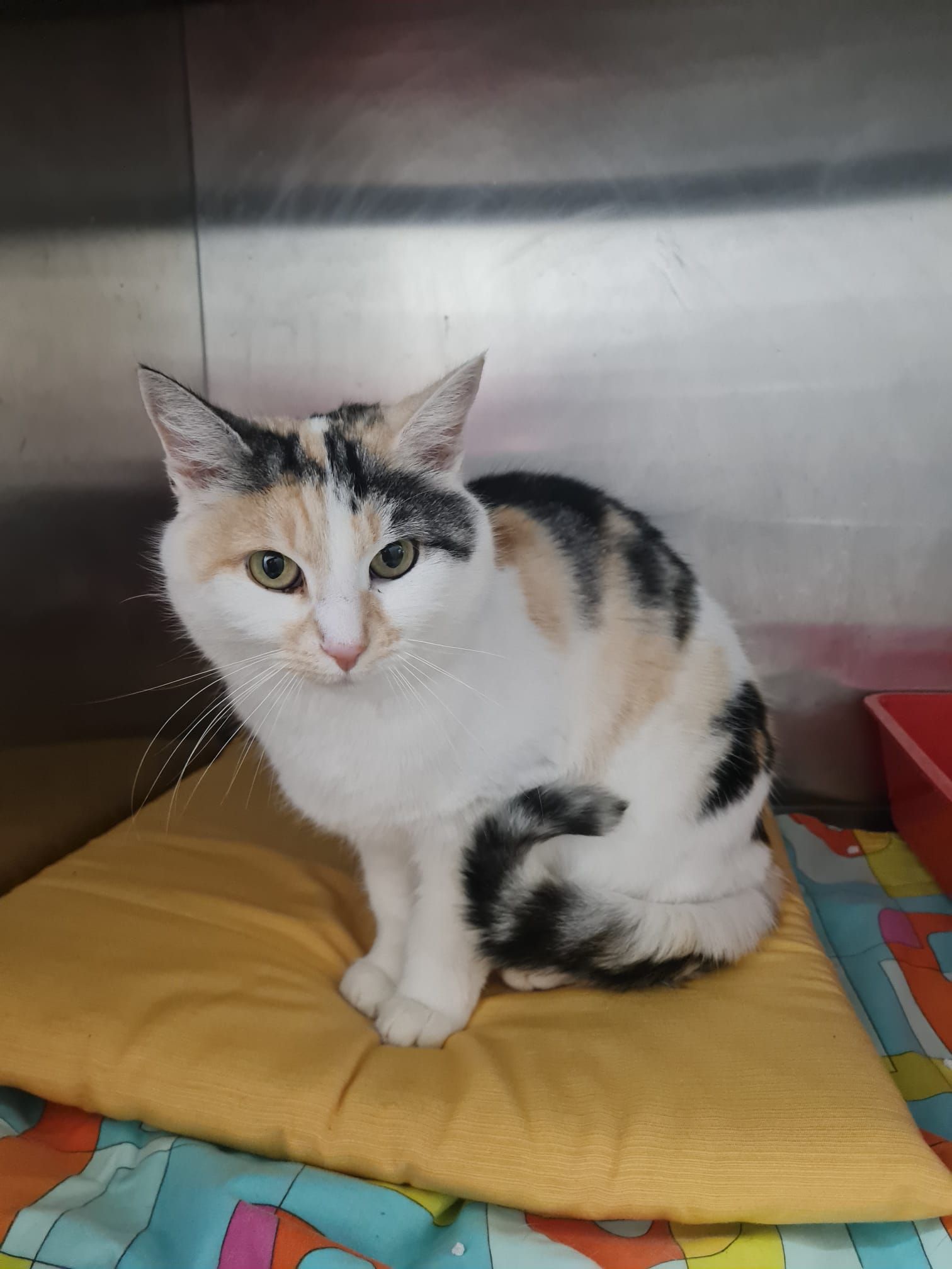 Die Katze streunte in St. Pölten herum