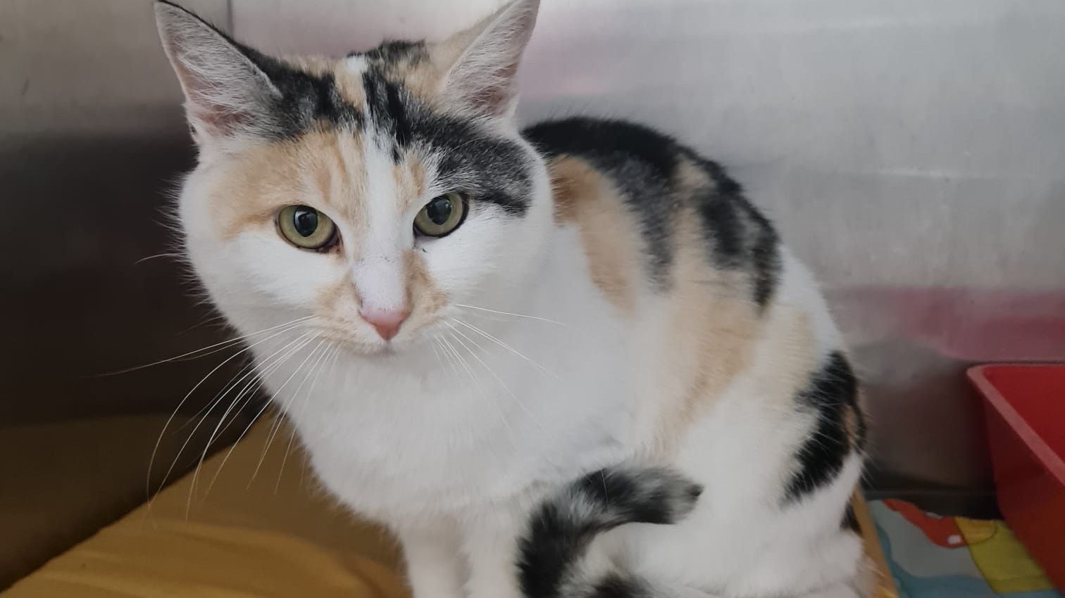 Die Katze streunte in St. Pölten herum