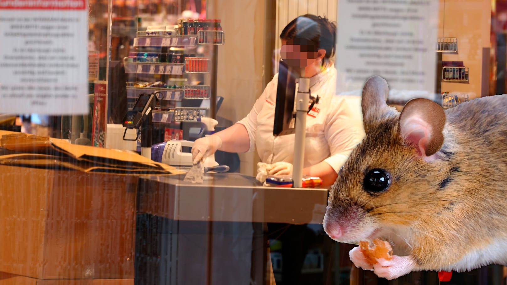 Mäuse-Invasion – bekannter Supermarkt muss zusperren