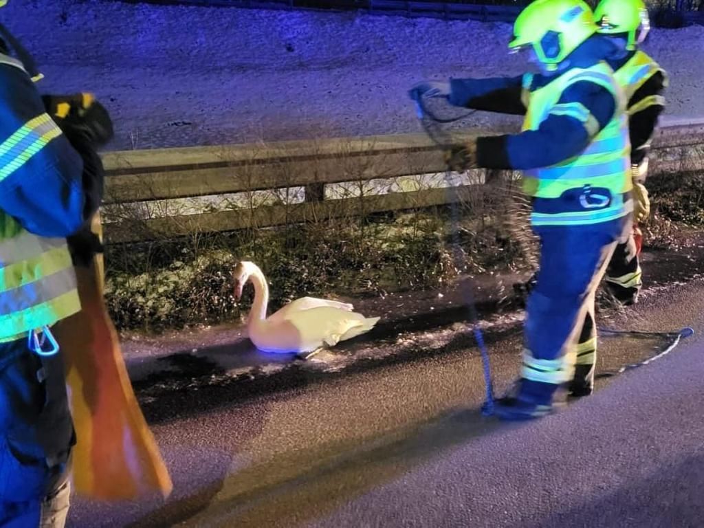 Der Schwan wurde behutsam von der A4 entfernt.
