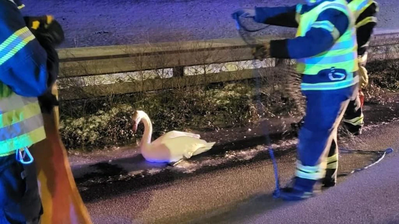 Heute.at - Schwan festgefroren - Feuerwehr musste anrücken