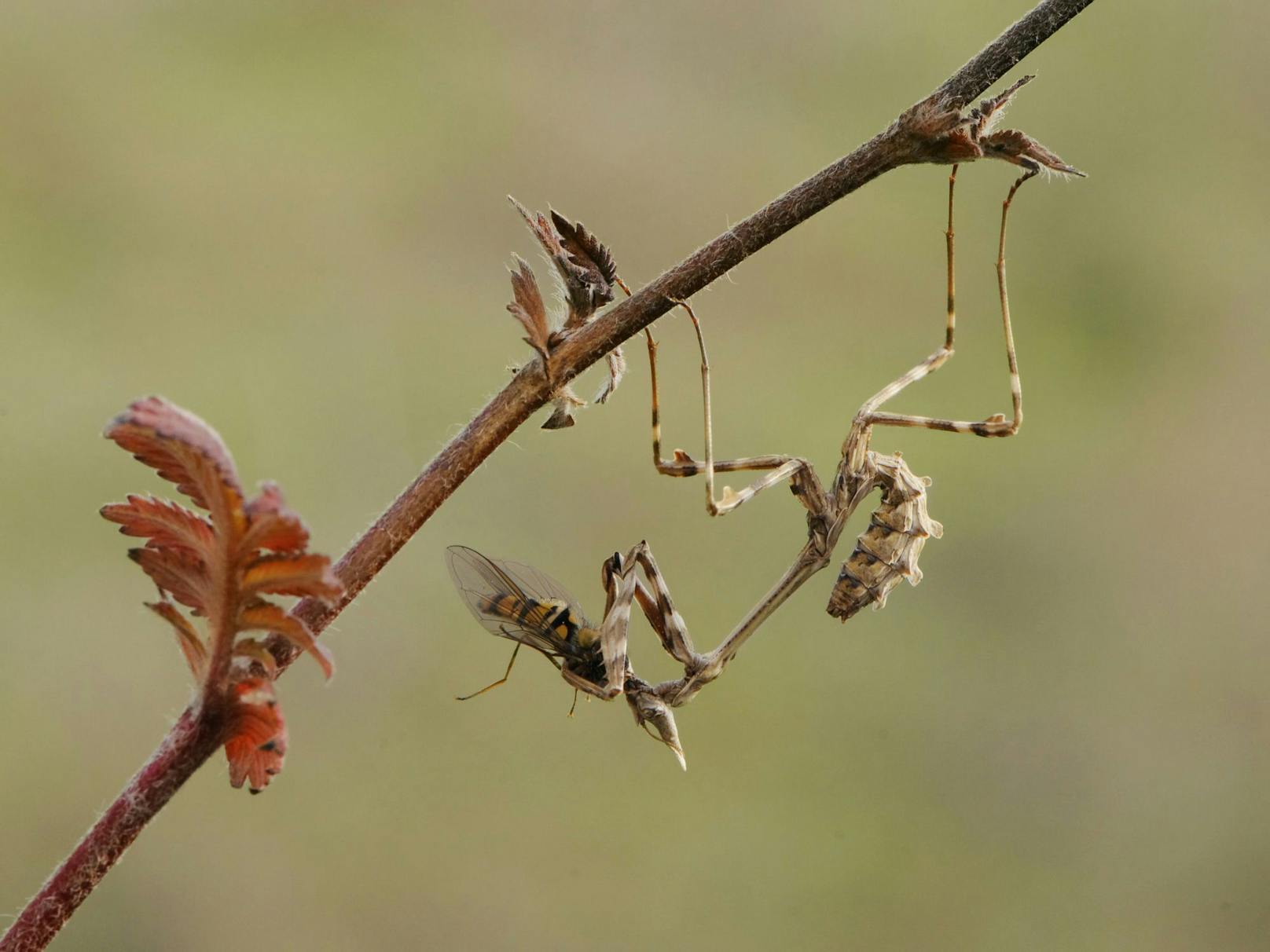 Es handelt sich um tagaktive Lauerjäger. Durch ihre gute Tarnung warten sie einfach bis sich andere Insekten nähern. 