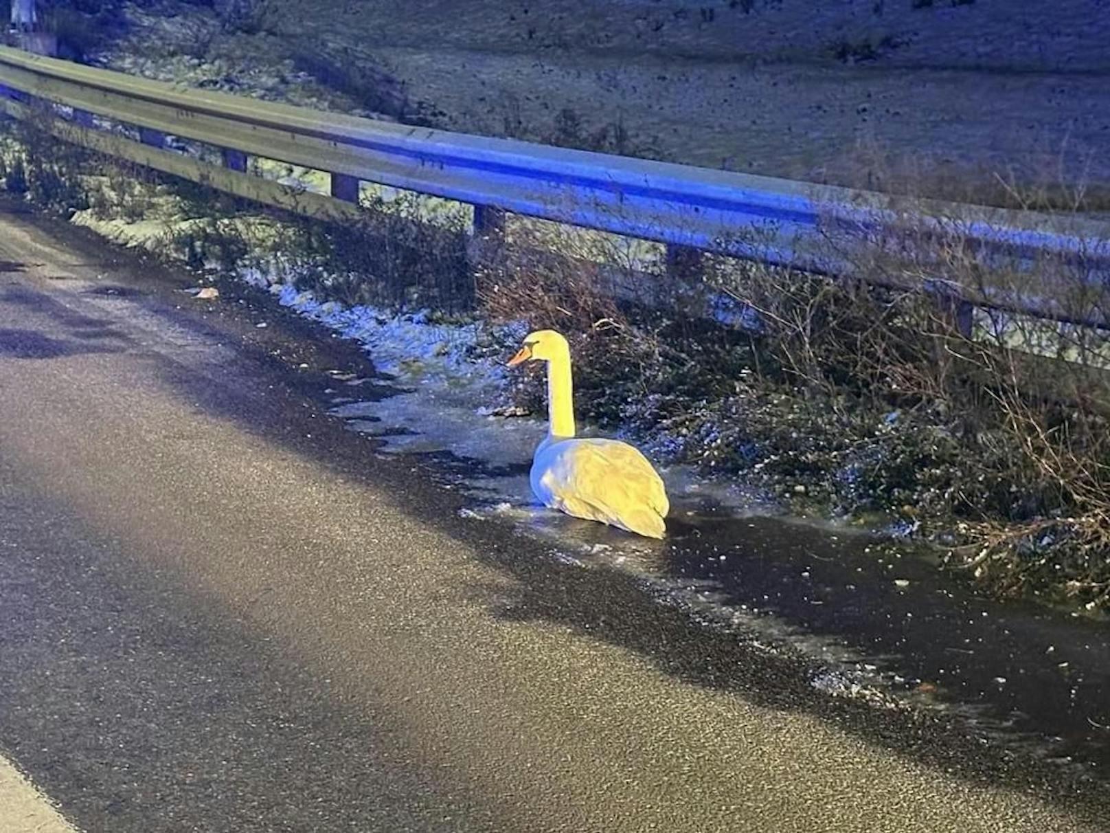 "Festgefrorener" Schwan hieß es in der Alarmierung