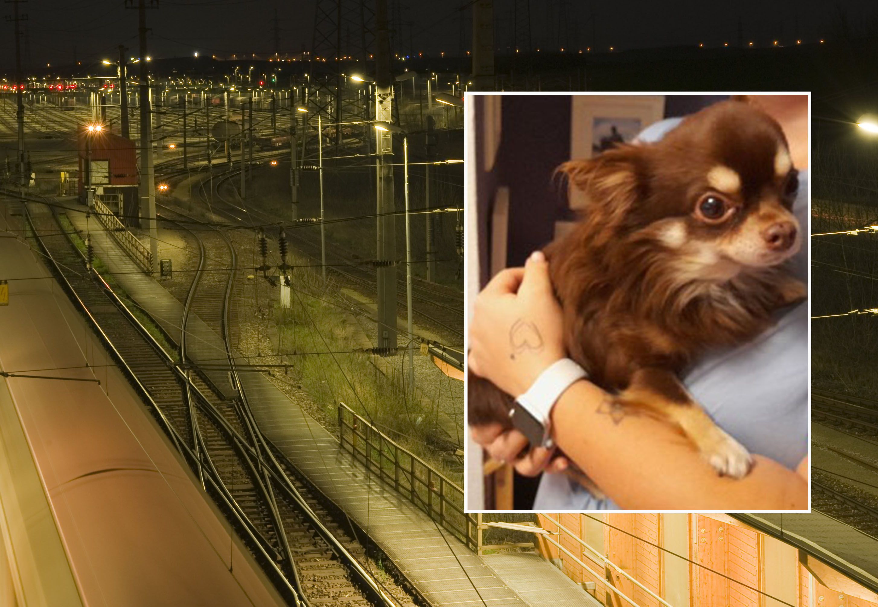 Der kleine Chihuahua wurde am Verschiebebahnhof Simmering gefunden.