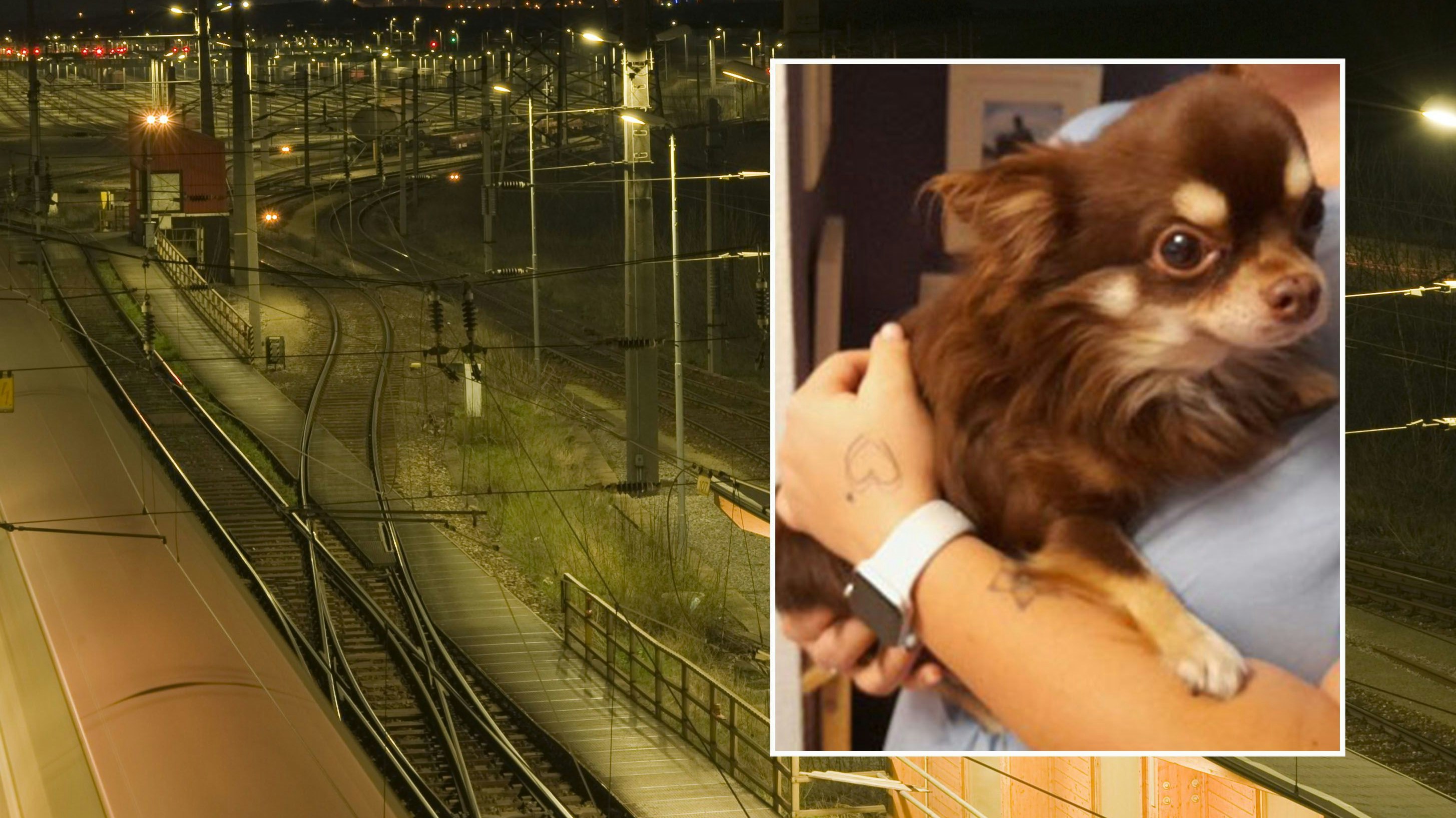 Eiskalt ausgesetzt: Armer "Sweety" wäre fast erfroren