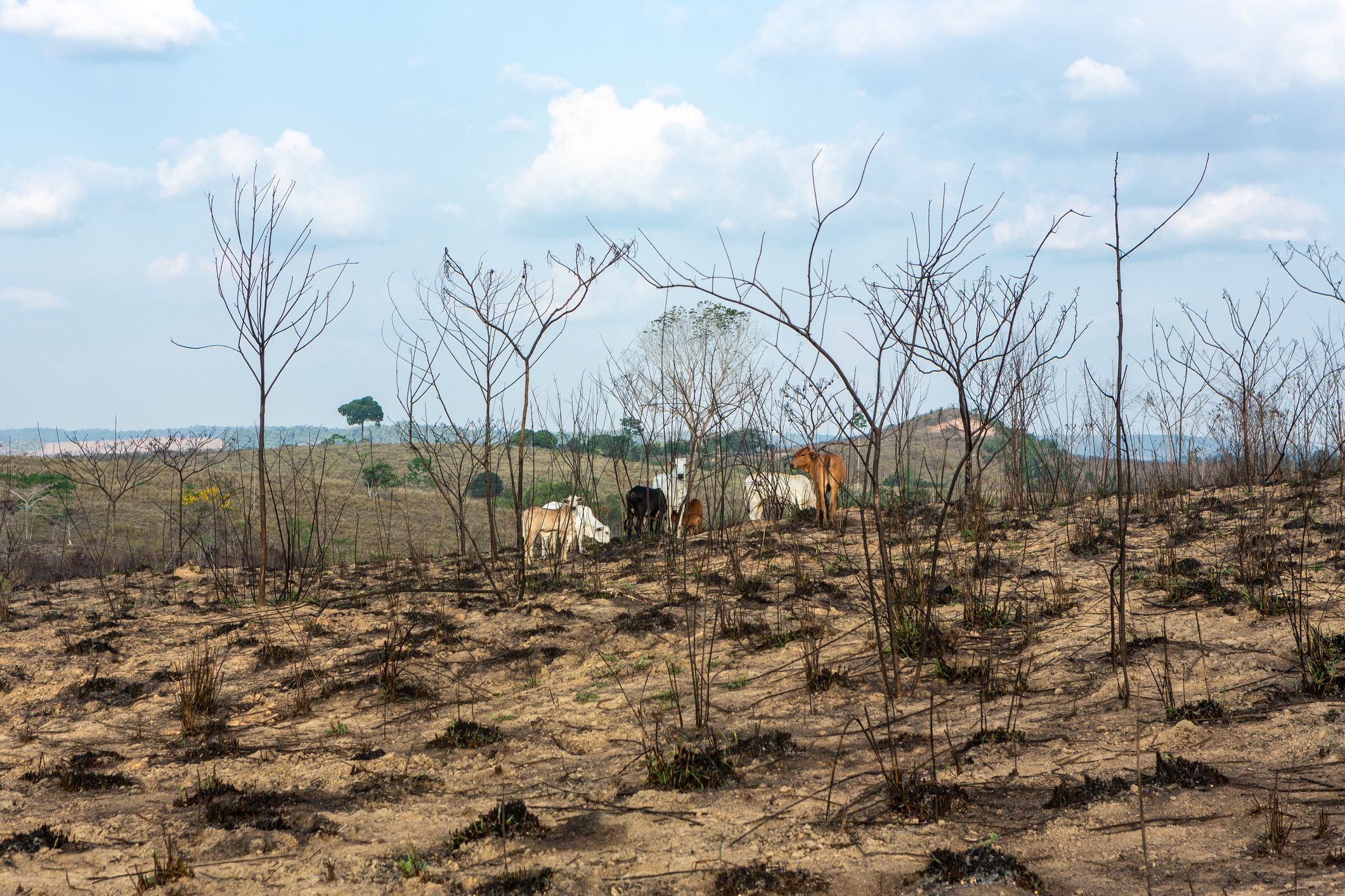 In einem neuen Klima-Bericht warnen Forschende vor dem Erreichen von Kipppunkten. 