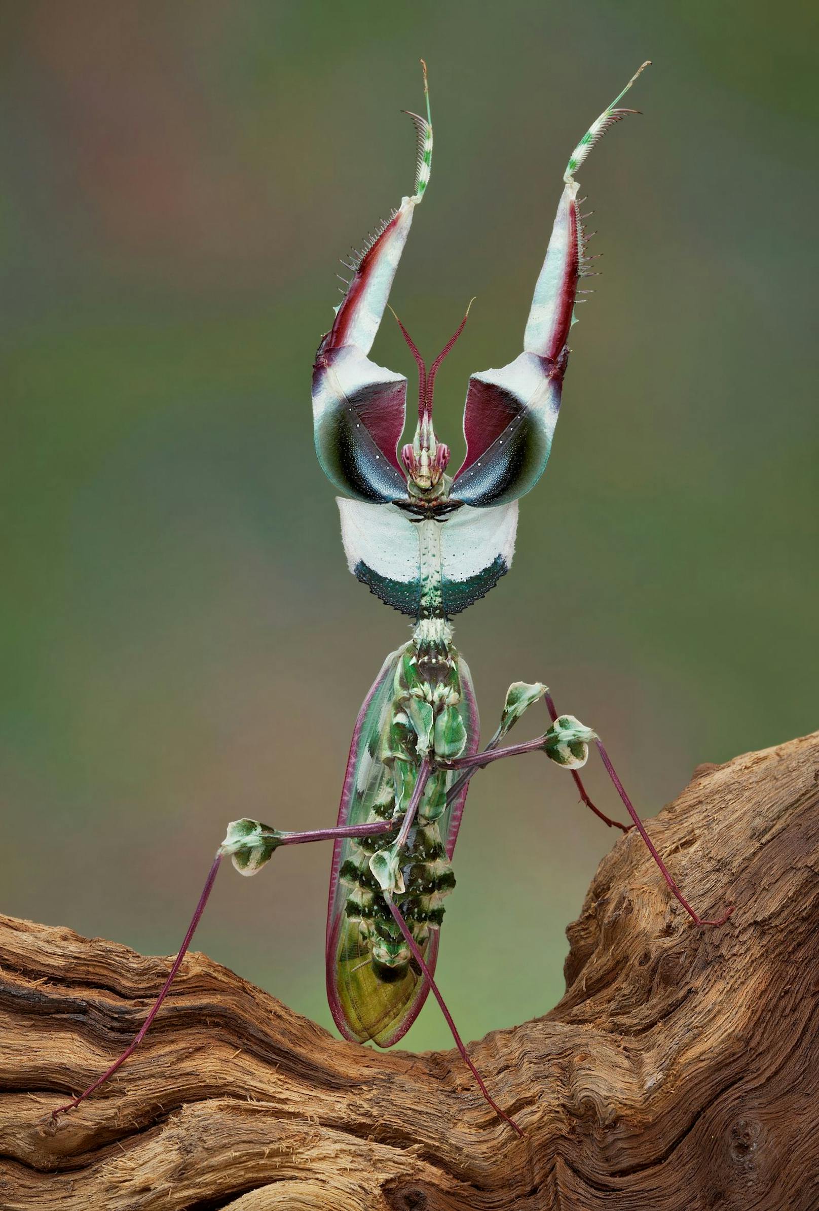 Hier sieht man ein Männchen in der Drohhaltung. Man spricht bei der Teufelsblume auch von der "Königin der Fangschrecken". 