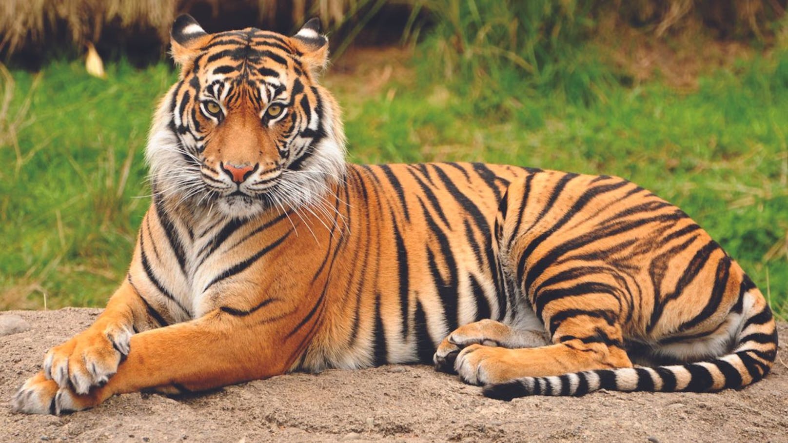 Zoo-Tiger hatte plötzlich einen Schuh im Maul