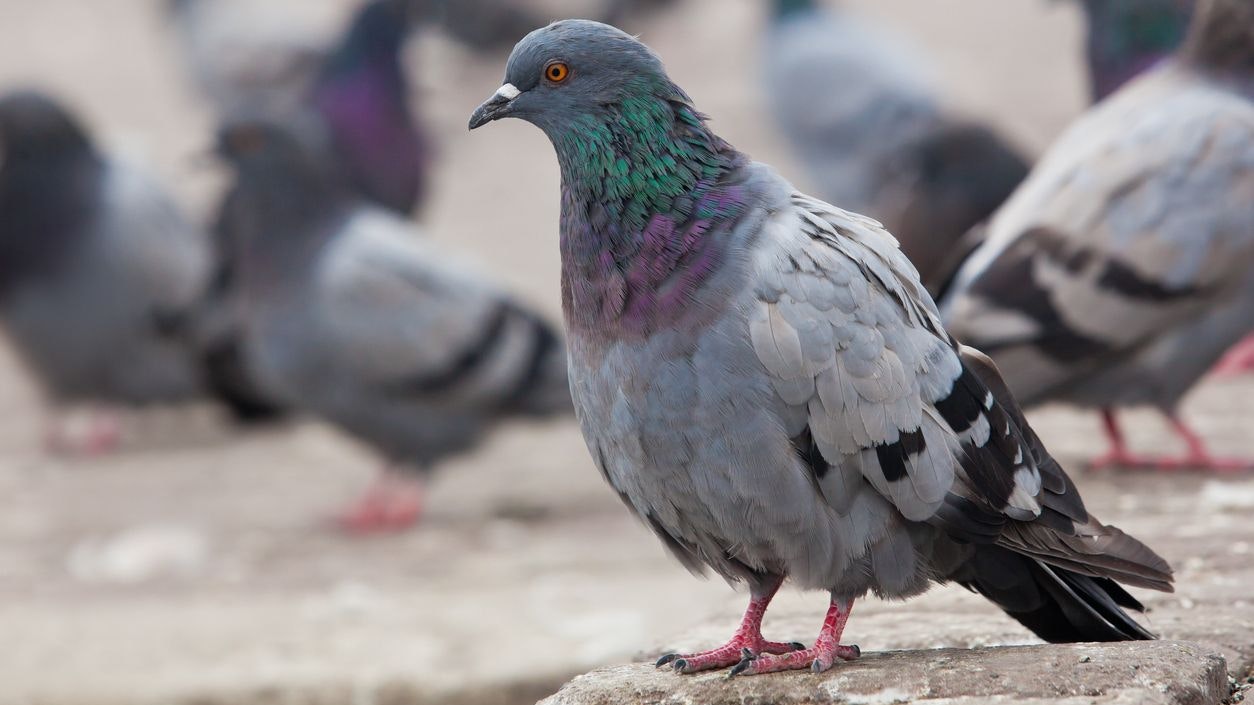 Urban pigeons closeup 