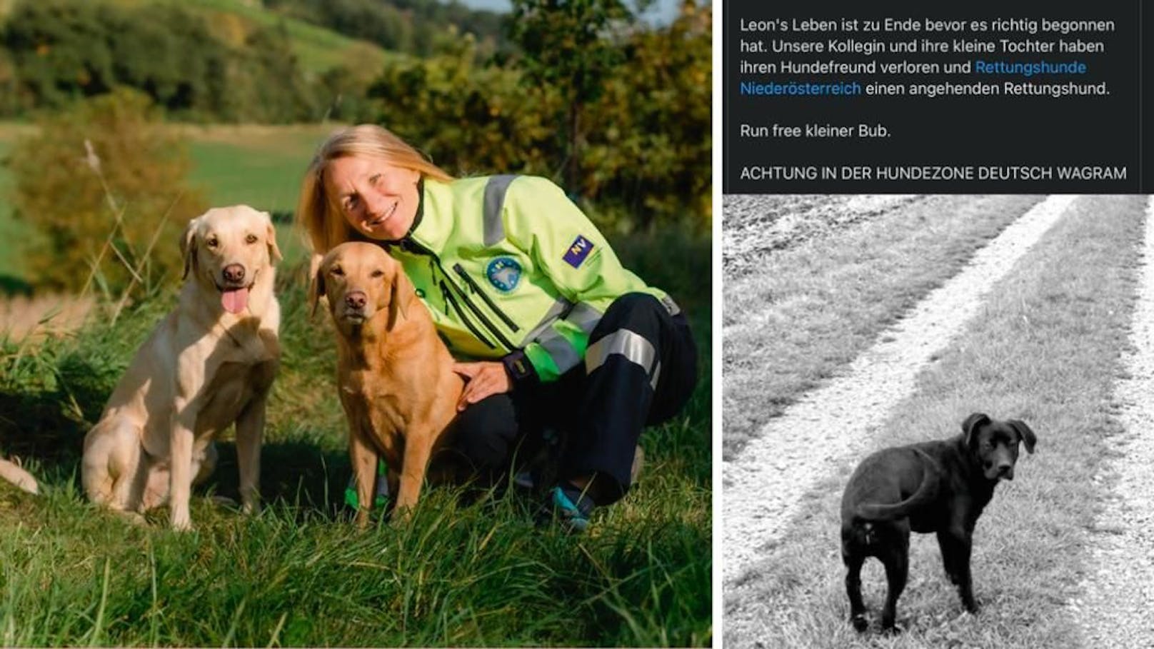 Rettungshund Leon tot! "Giftanschläge häufen sich"