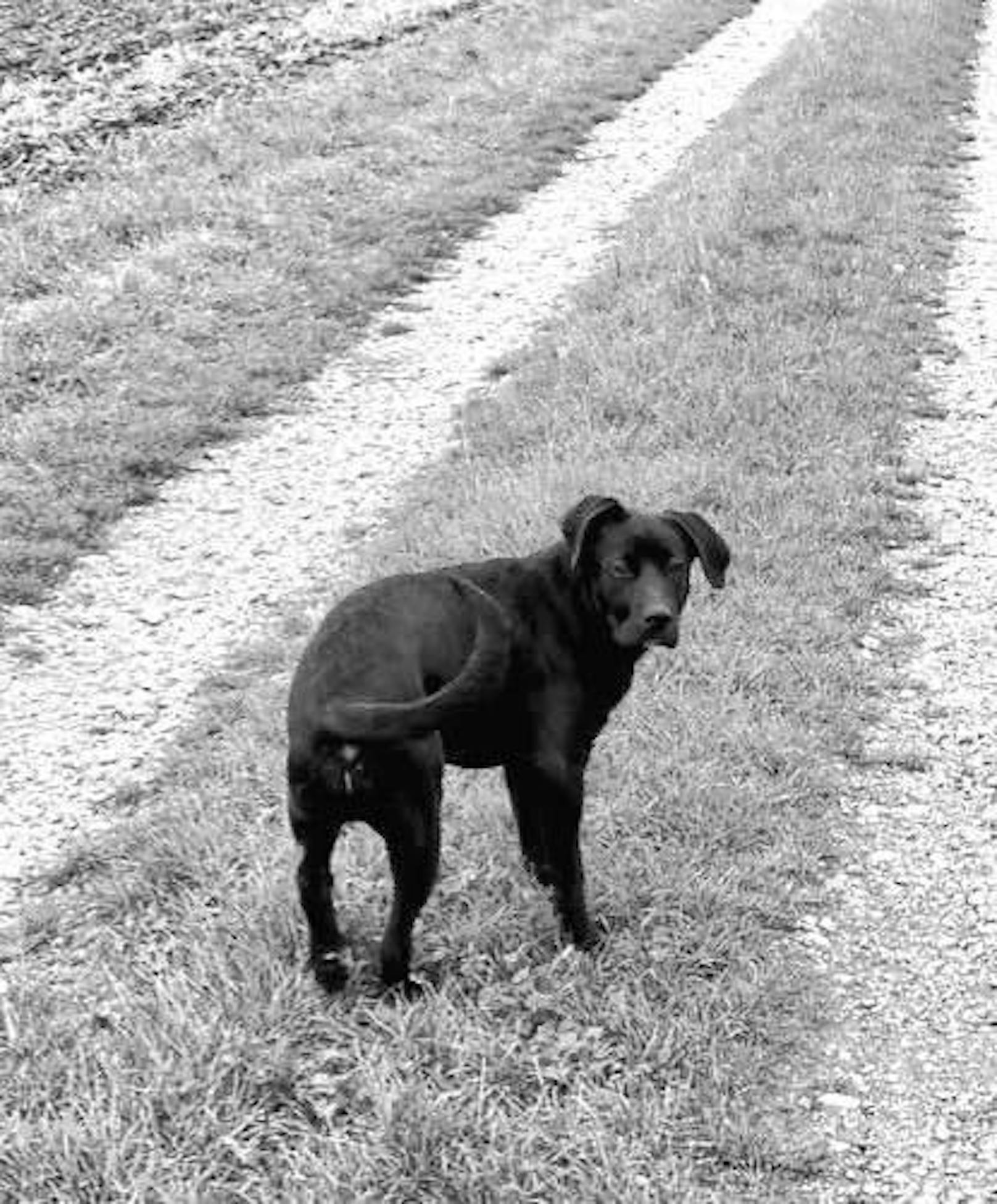 Der angehende Rettungshund "Leon" wurde vergiftet.