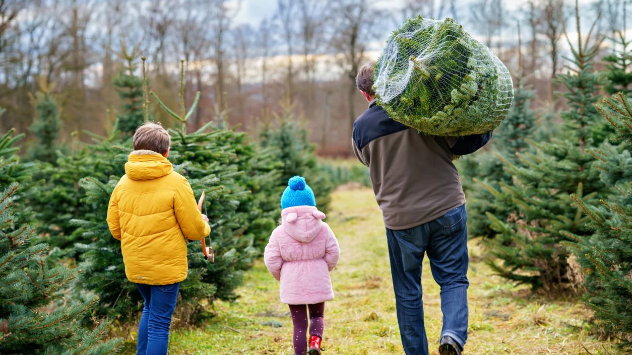 Beim Transport von Christbäumen muss man einige Vorgaben beachten, sonst kann es rasch teuer werden.