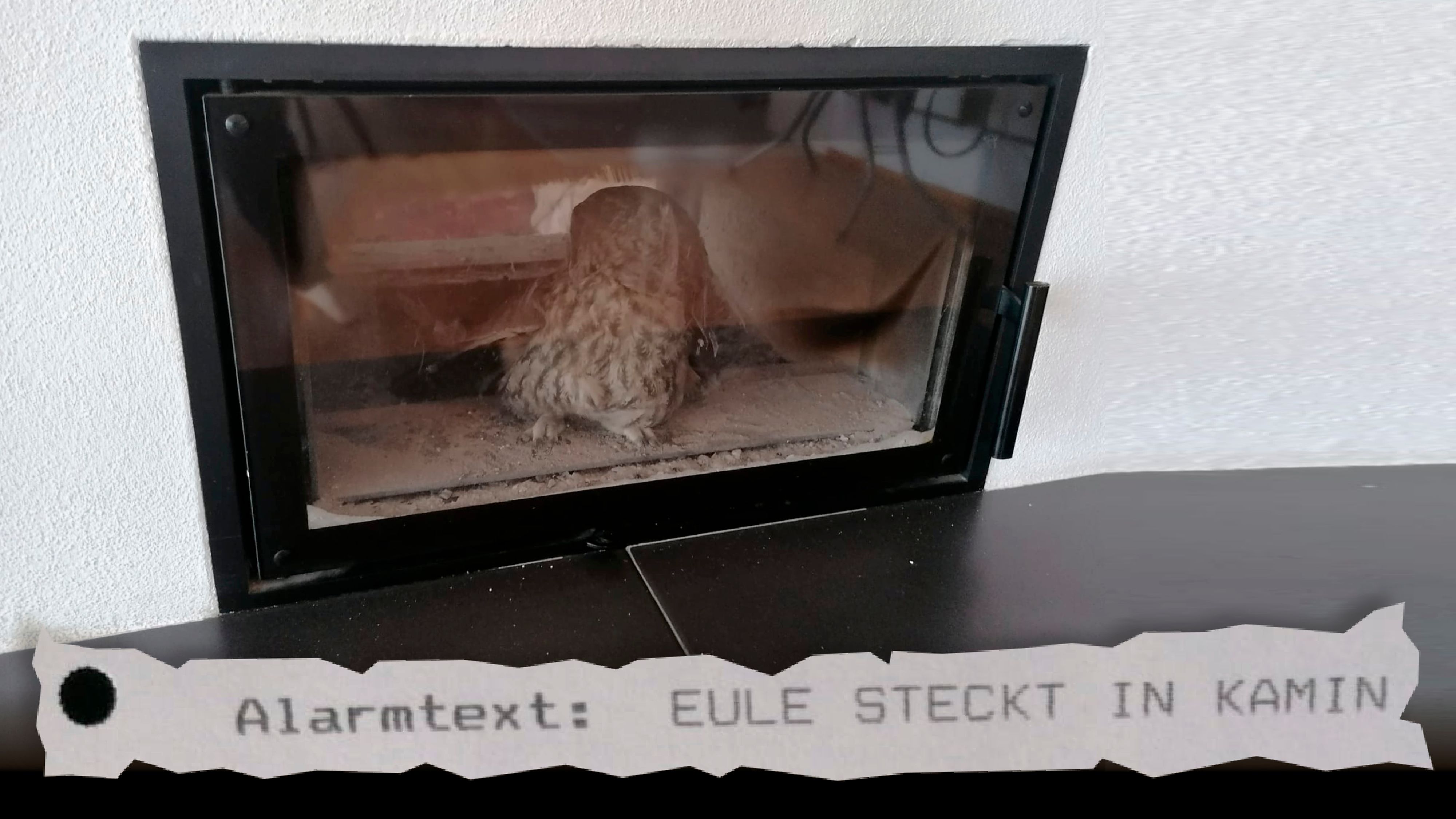 Nicht der Weihnachtsmann, sondern eine Eule war im Innviertel in einem Ofen gefangen.