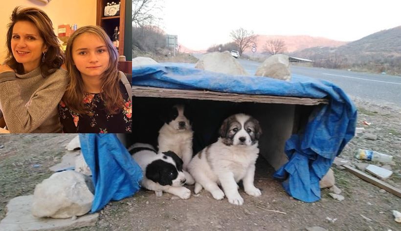 Petra aus NÖ und Star-Anwältin Astrid Wagner engagieren sich für Straßenhunde im Ausland.