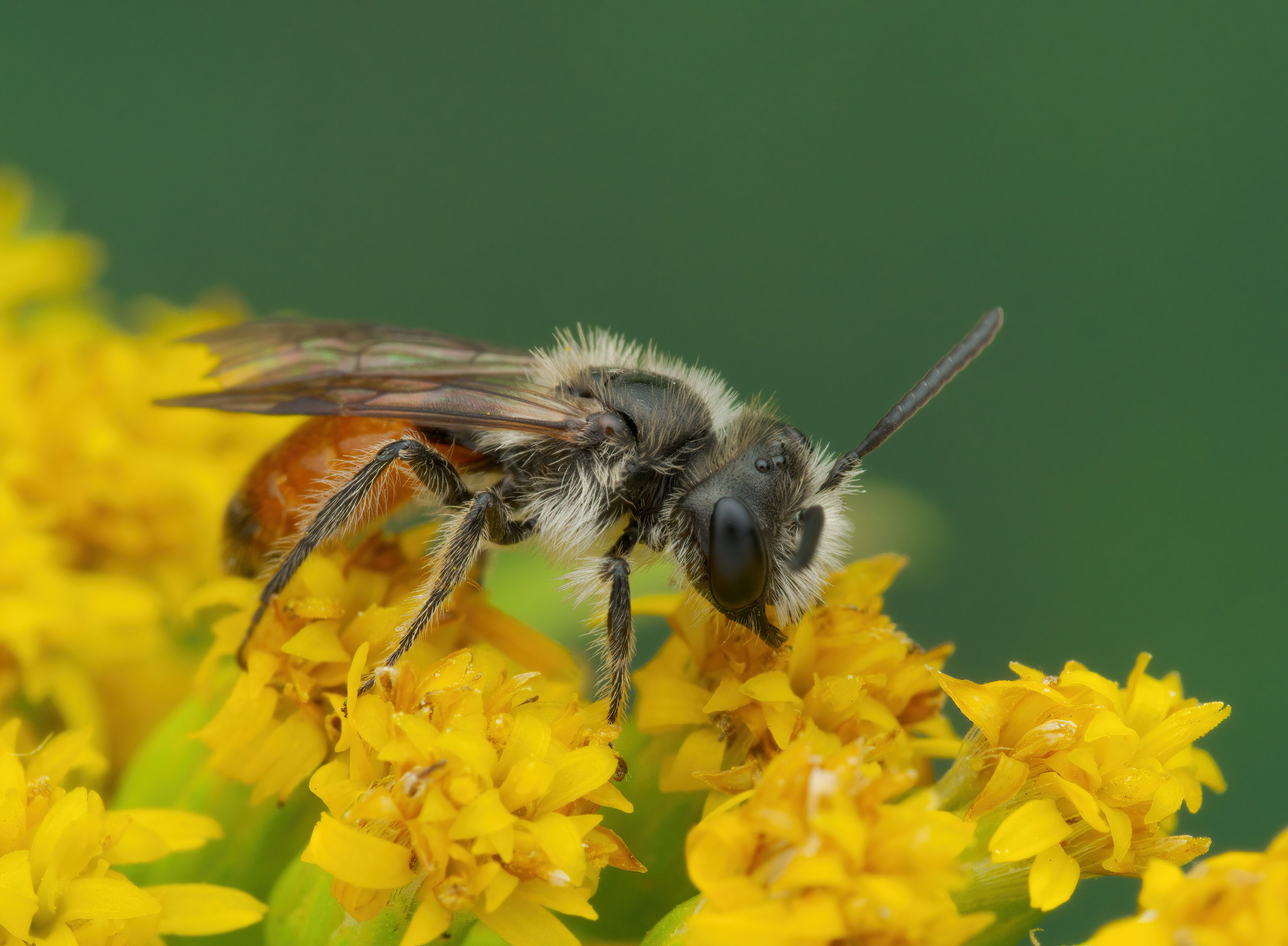 Herbstzeitlosen-Sandbiene (Andrena pellucens) fällt vor allem durch ihr rotes Hinterteil auf.
