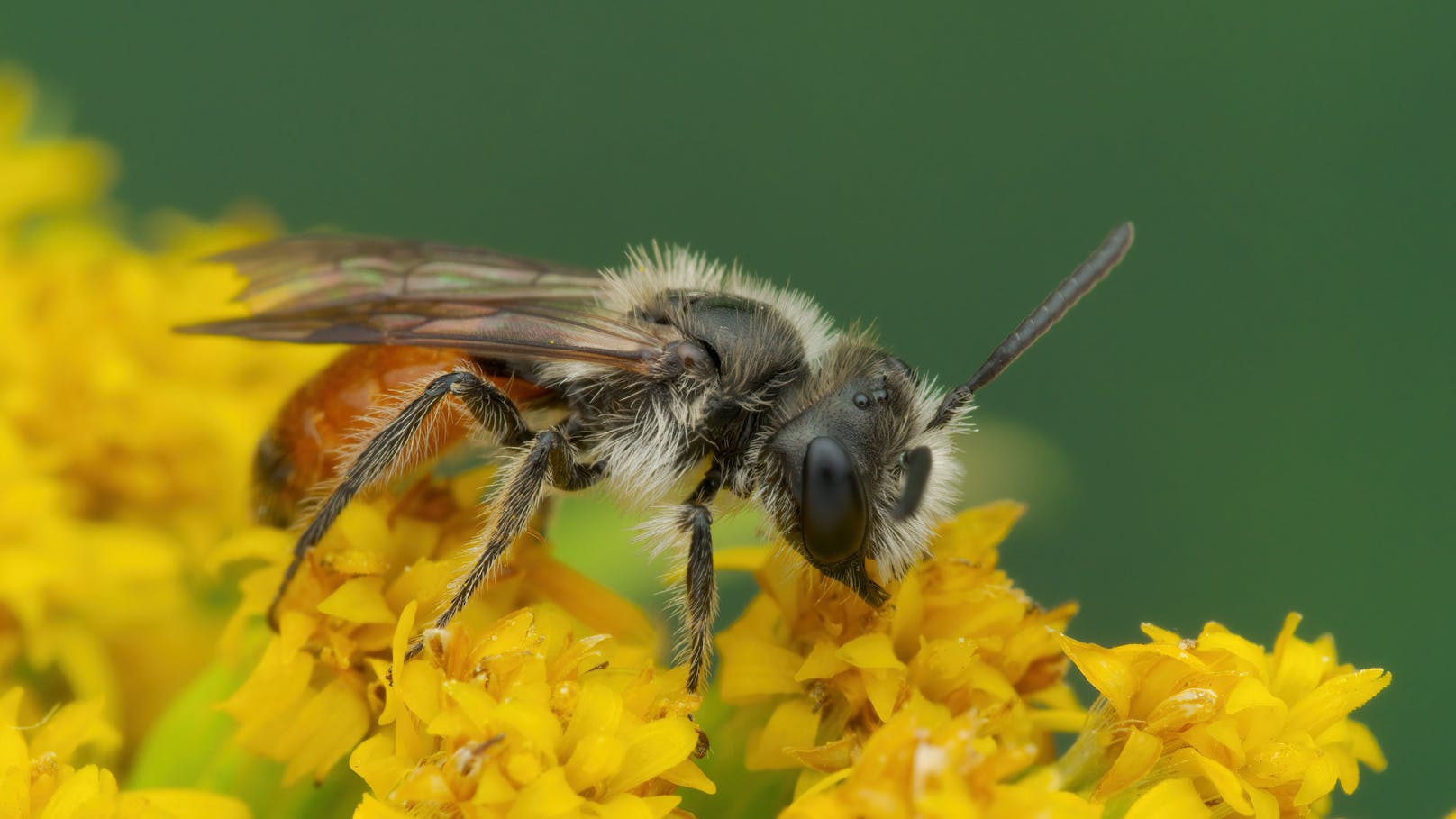 Neue Bienenart in Österreich plötzlich entdeckt