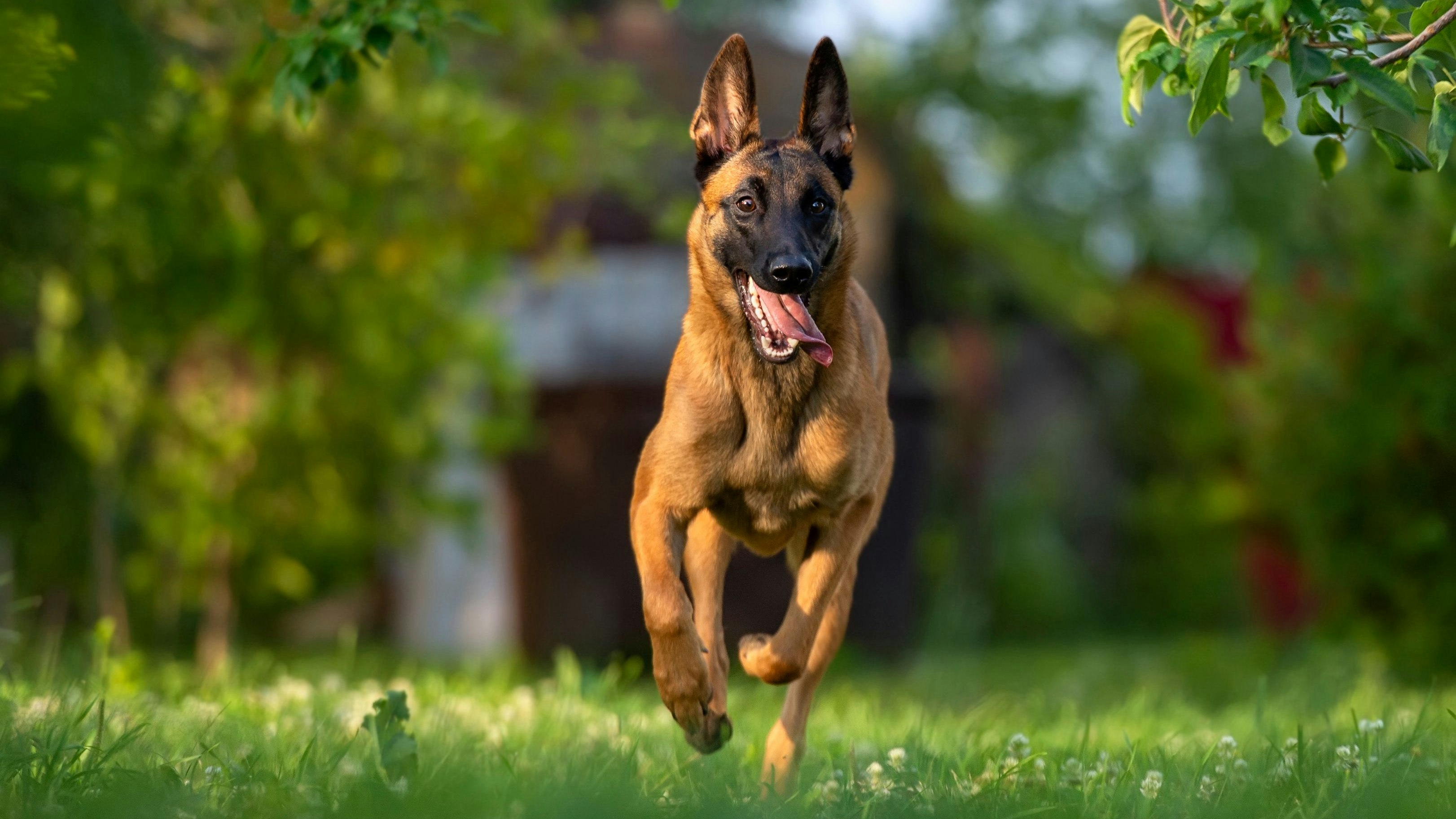 A puppy of the Belgian Shepherd Dog Malinois swiftly rushes through the summer garden. The dog runs very fast, the tongue sticks out, the dog looks very happy and motivated.