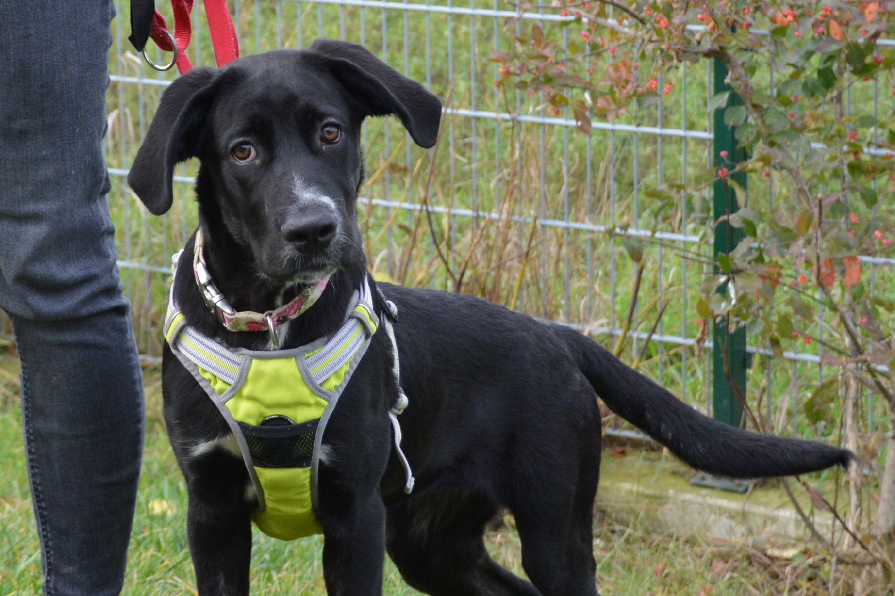 Die lustige Junghündin Alina (11 Monate ) ist sich ihrer Größe und Kraft noch nicht ganz bewusst.