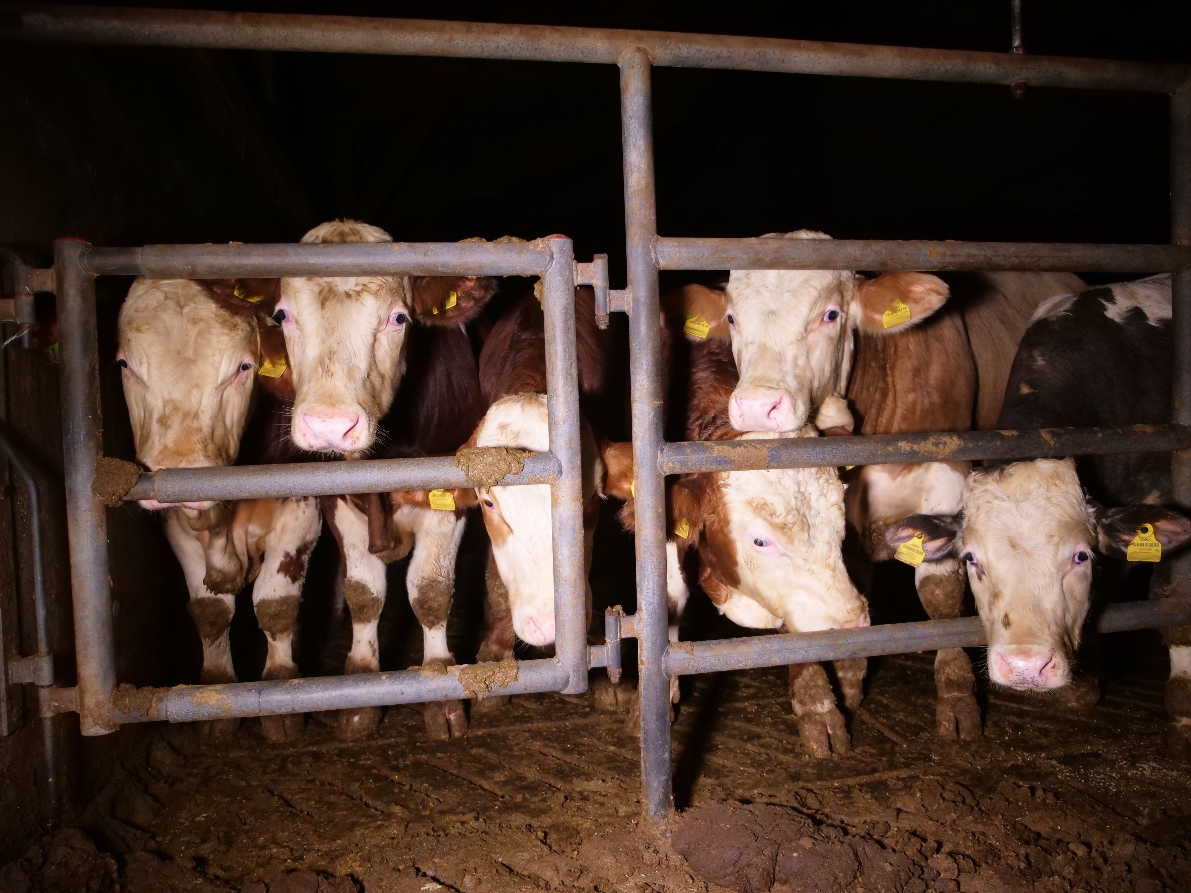 In Österreich leiden Rinder immer noch auf Vollspaltböden.