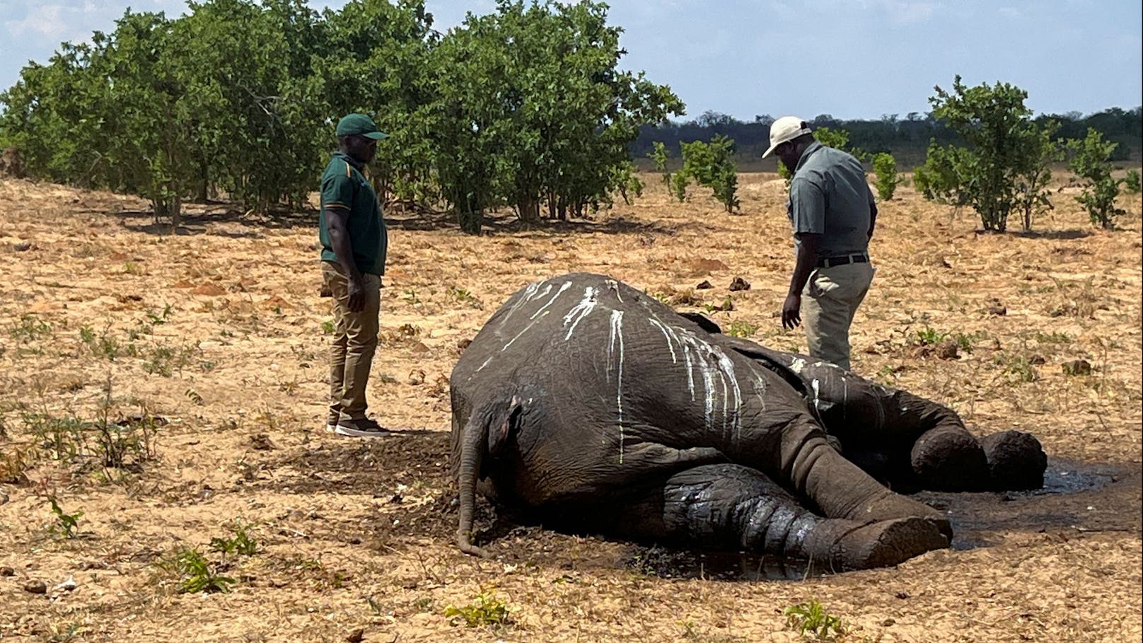 "Dramatisch" – 100 Elefanten verdursten in Nationalpark