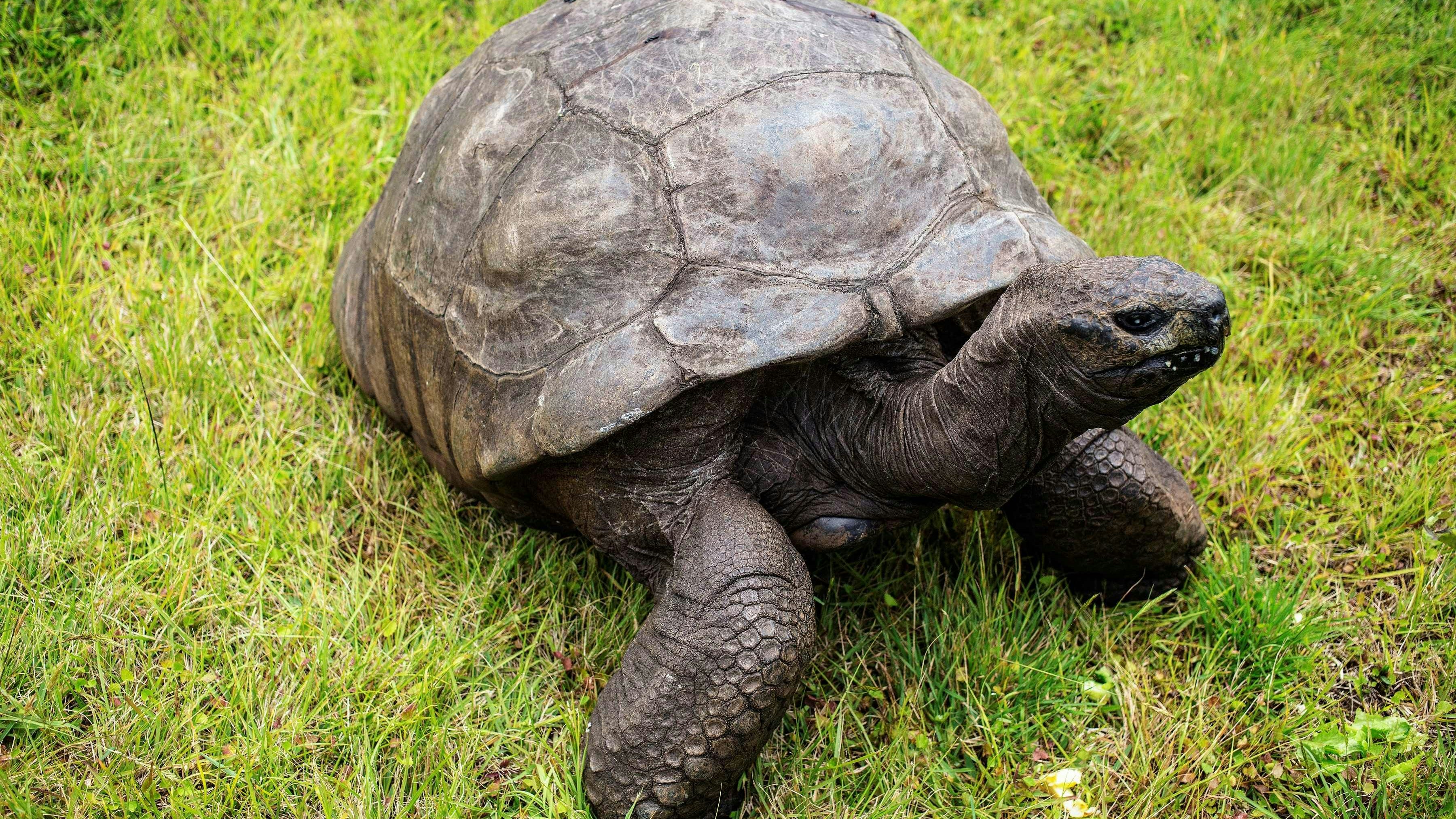 Download von www.picturedesk.com am 13.12.2023 (17:17).  Jonathan, a Seychelles giant tortoise, believed to be the oldest reptile living on earth with and alleged age of 185 years, crawls through the lawn of the Plantation House, the United Kingdom Governor official residence on October 20, 2017 in Saint Helena, a British Overseas Territory in the South Atlantic Ocean. / AFP PHOTO / GIANLUIGI GUERCIA - 20171020_PD5790 - Rechteinfo: Rights Managed (RM) Nur für redaktionelle Nutzung! Werbliche Nutzung erfordert Freigabe: bitte schicken Sie uns eine Anfrage.