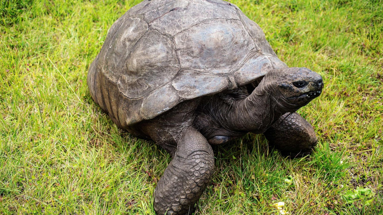 Die älteste Schildkröte der Welt hat acht britische Monarchen und 40 US-Präsidenten erlebt.