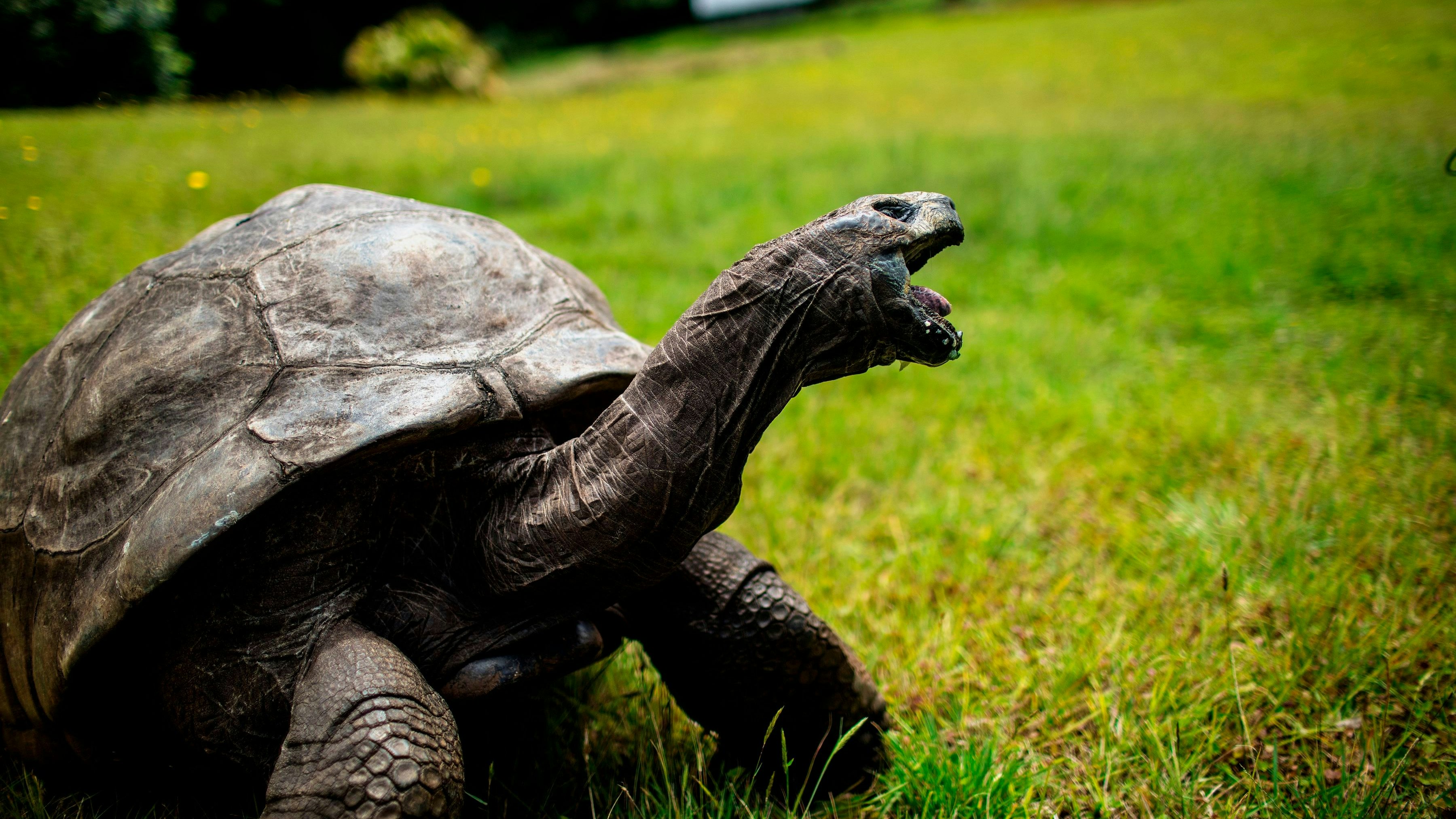 Download von www.picturedesk.com am 13.12.2023 (17:07).  (FILES) This file photo taken on October 20, 2017 shows Jonathan, a Seychelles giant tortoise, believed to be the oldest reptile living on earth with and alleged age of 185 years, crawling through the lawn of the Plantation House, the United Kingdom Governor official residence in Saint Helena, a British Overseas Territory in the South Atlantic Ocean. / AFP PHOTO / GIANLUIGI GUERCIA - 20171020_PD13872 - Rechteinfo: Rights Managed (RM) Nur für redaktionelle Nutzung! Werbliche Nutzung erfordert Freigabe: bitte schicken Sie uns eine Anfrage.