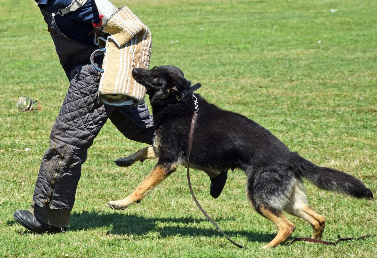 Laut den Tierschützern, unterstützt von Tierschutzminister Johannes Rauch steht der Gebrauchshundesport bald vor dem Aus. 