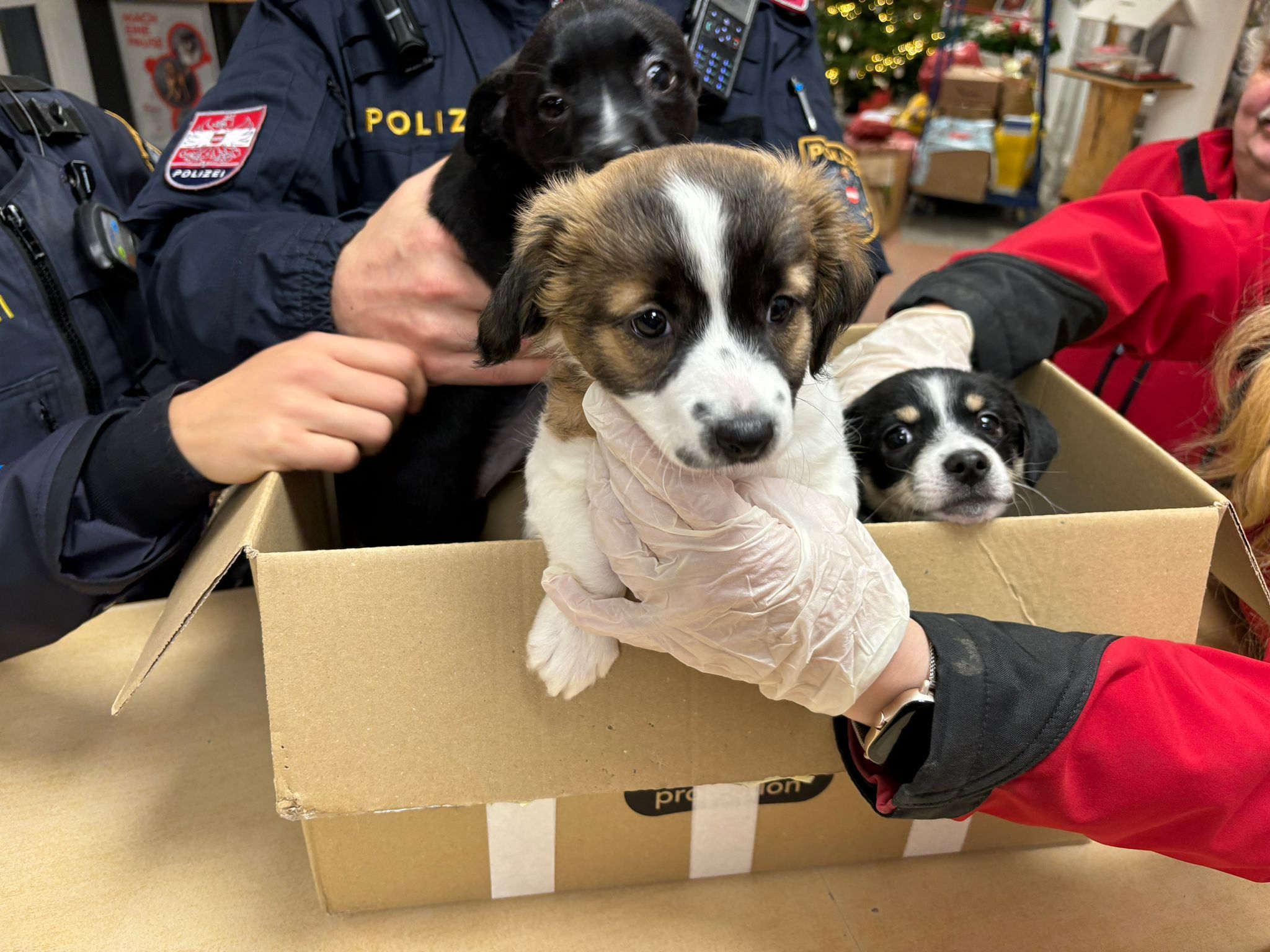 Diese drei niedlichen Buben waren offenbar ein unerwünschtes Weihnachtsgeschenk. 