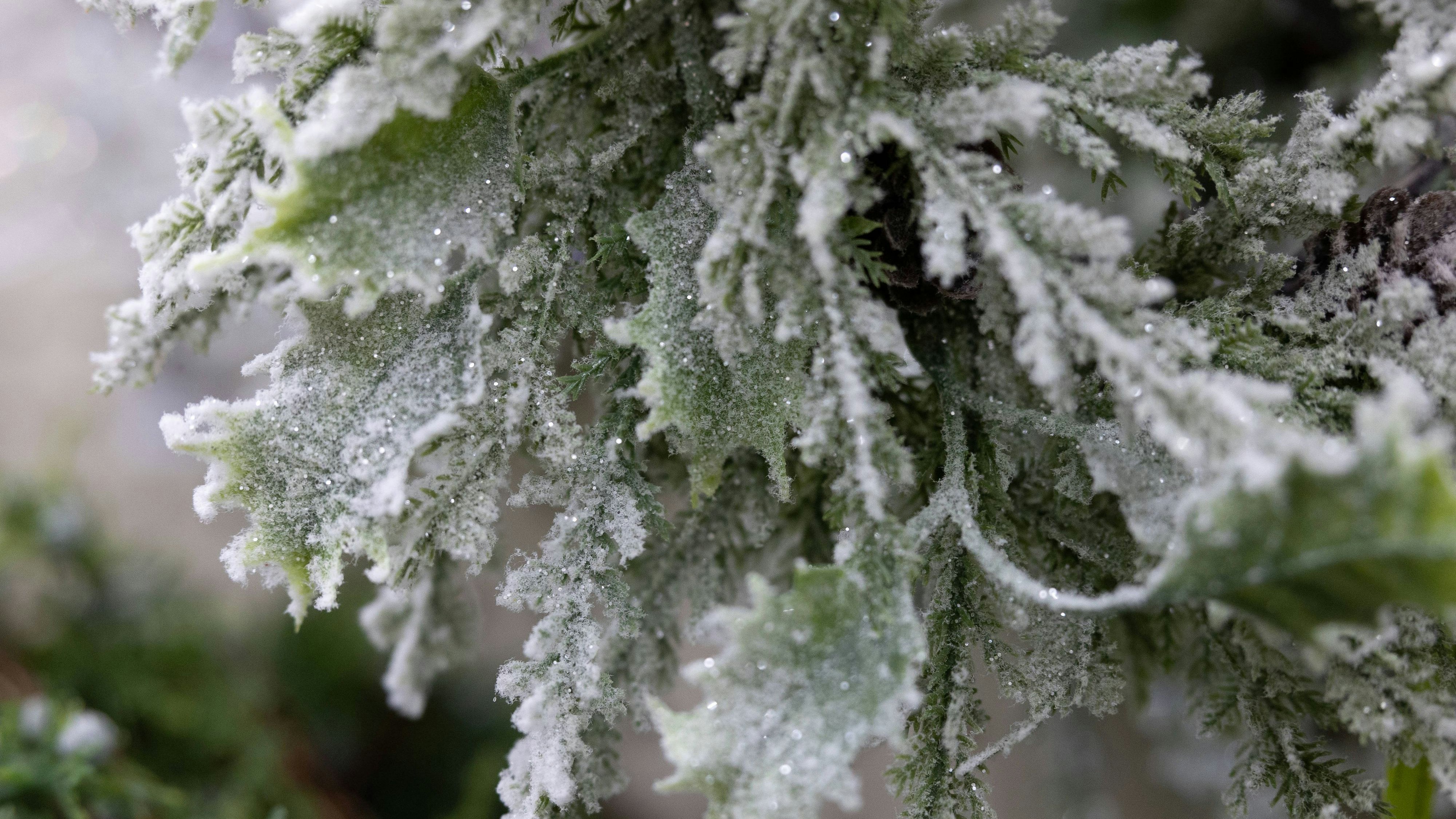 1996 gab es zuletzt in ganz Österreich "Weiße Weihnachten". (Symbolbild)