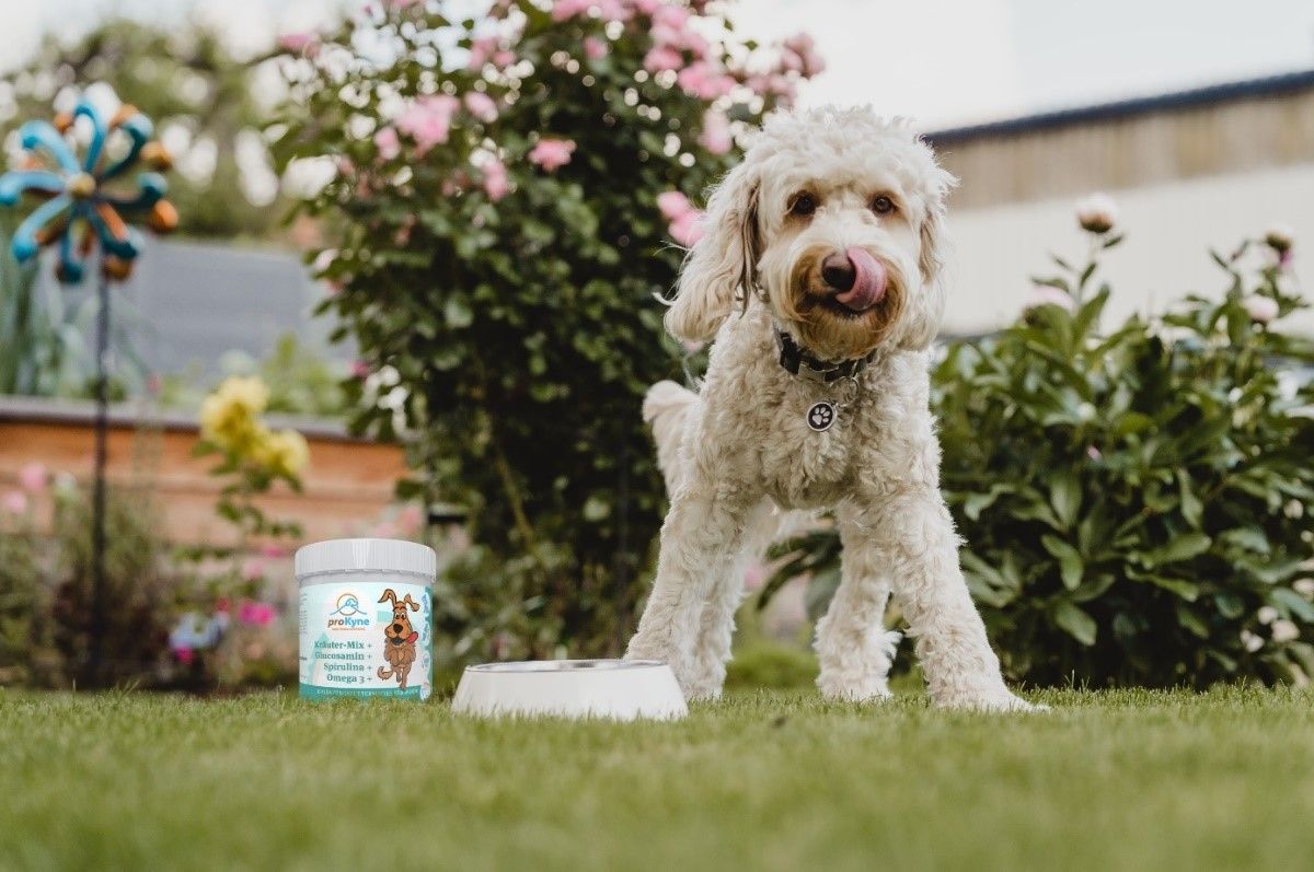 Gesunde Weihnachtskekse für Hunde wurden jetzt in NÖ entwickelt.