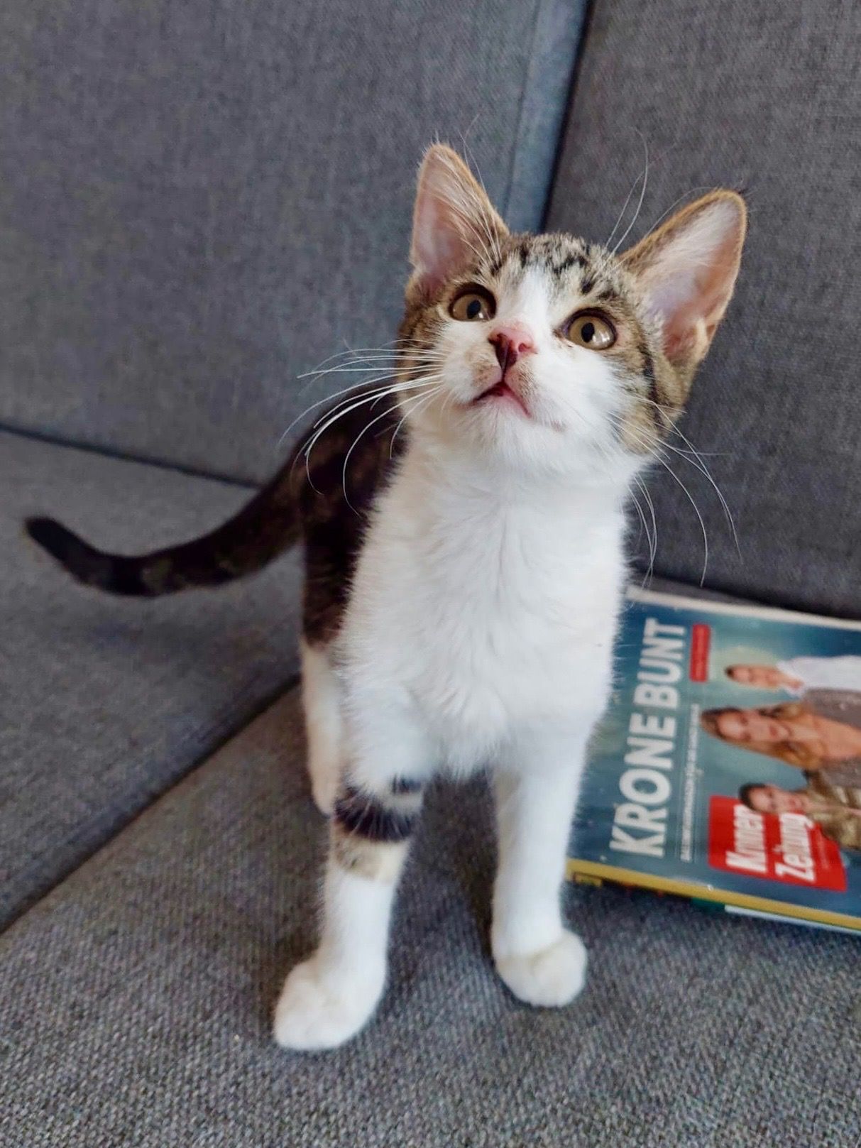 Diese kleine Katze wurde mit 4 anderen verwahrlost abgegeben.