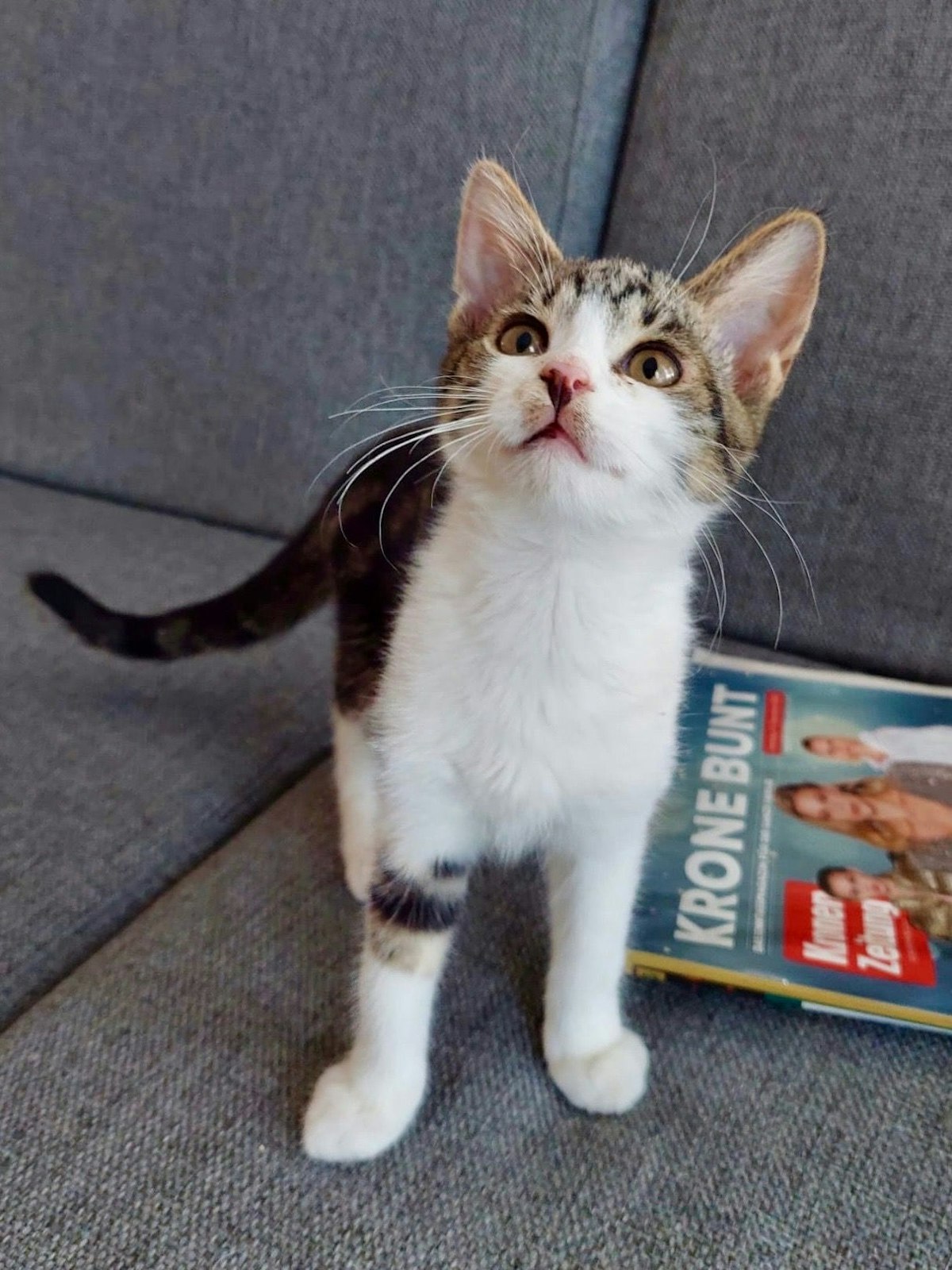 Die kleine Katze wurde mit 4 anderen verwahrlost abgegeben.